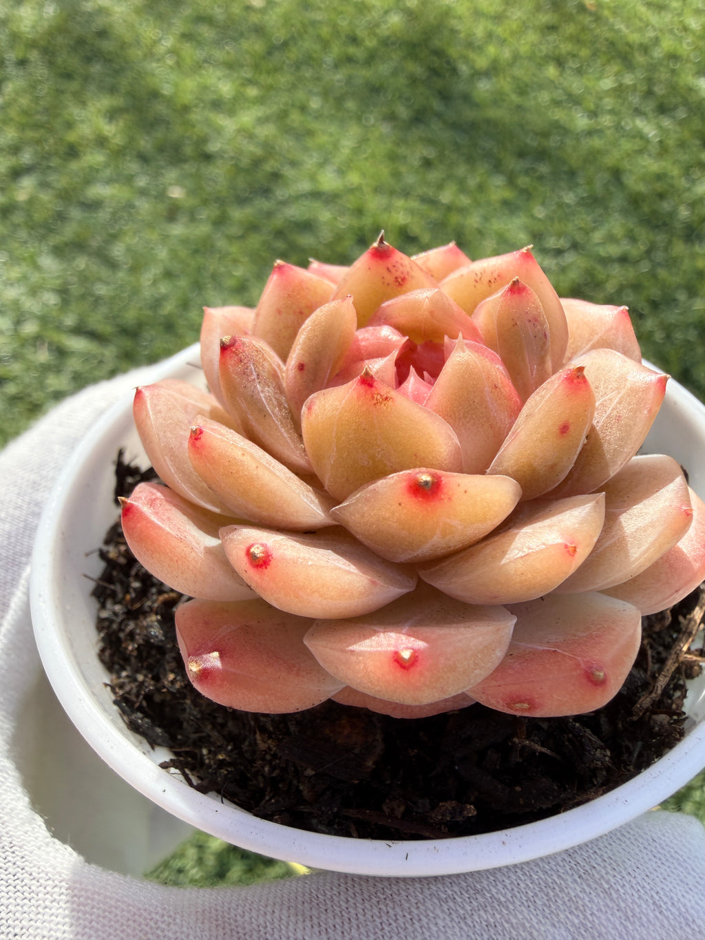Echeveria Sweetheart Series Succulent | Rare Imported | Rooted 3” Live Plant | Shipped from California