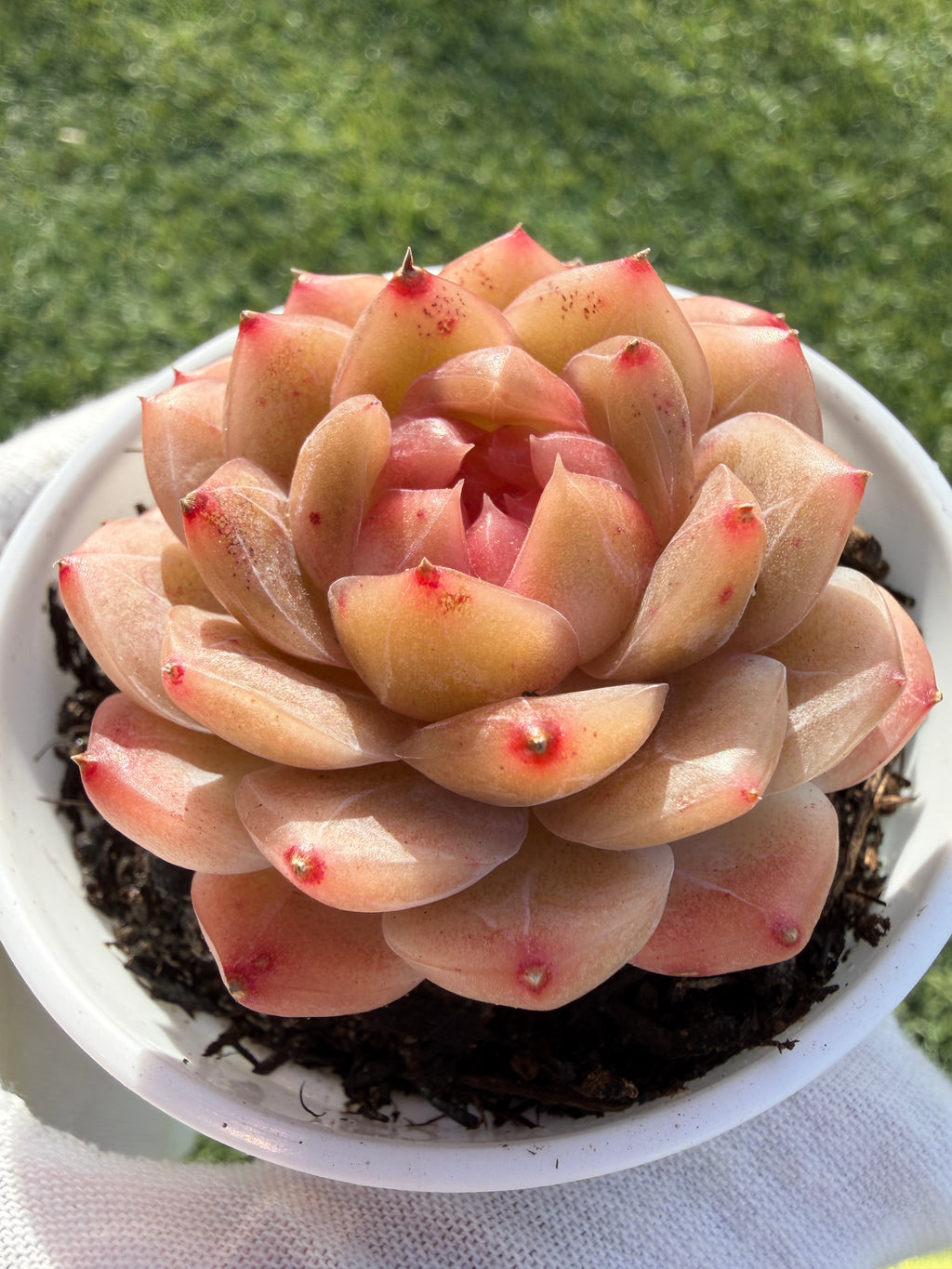 Echeveria Sweetheart Series Succulent | Rare Imported | Rooted 3” Live Plant | Shipped from California