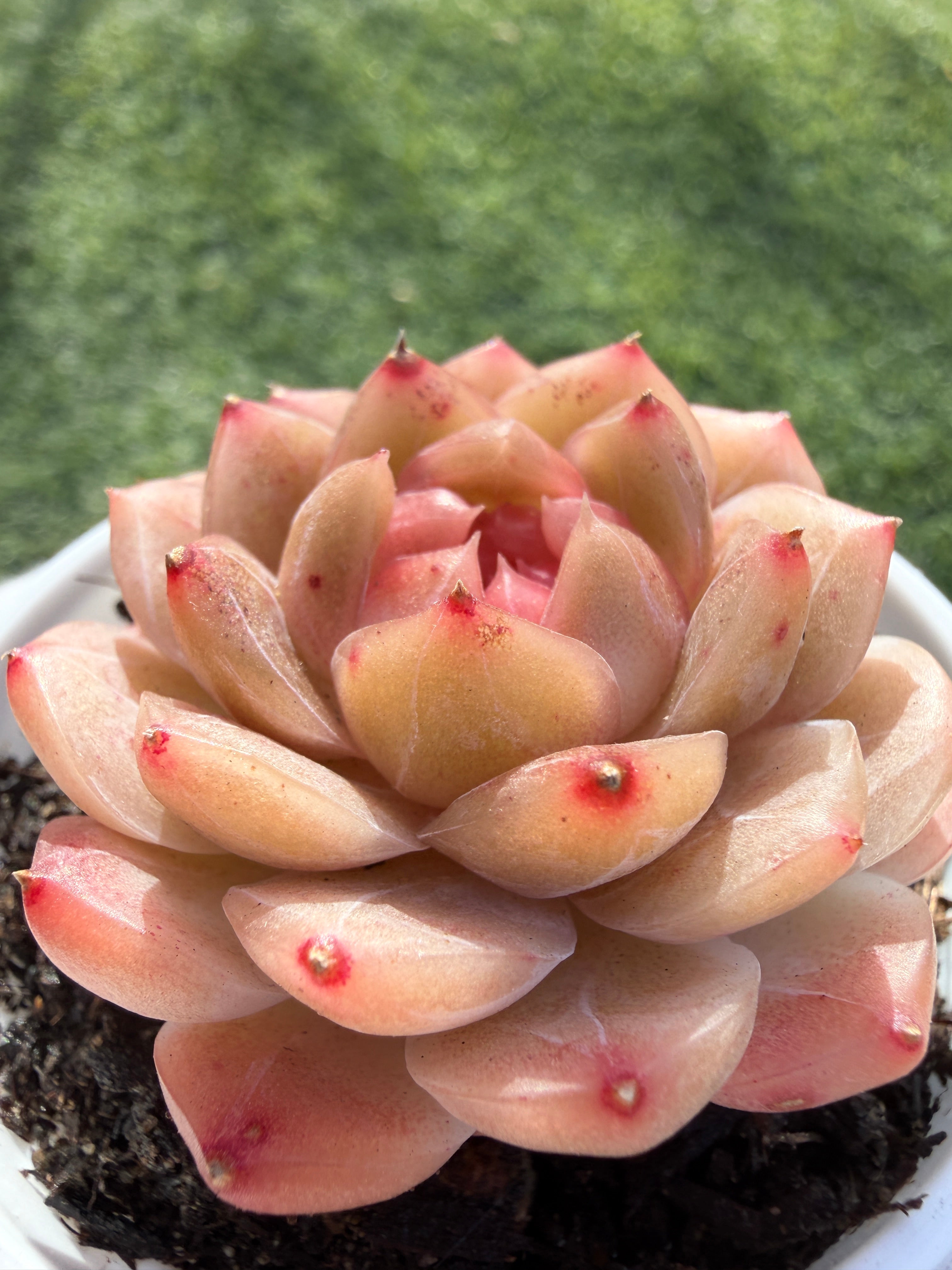 Echeveria Sweetheart Series Succulent | Rare Imported | Rooted 3” Live Plant | Shipped from California