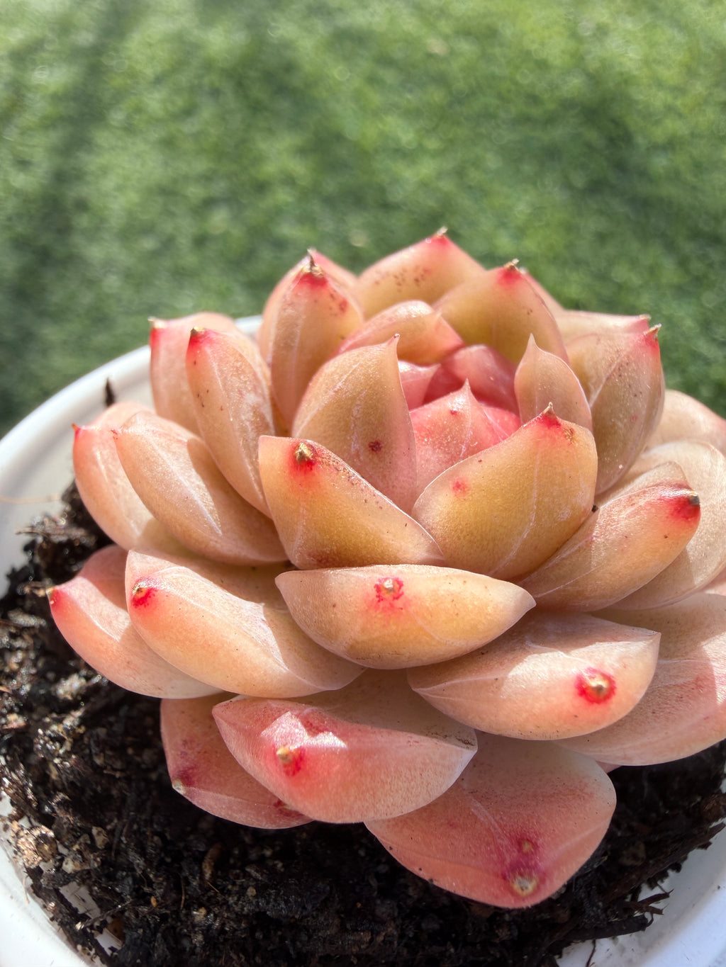 Echeveria Sweetheart Series Succulent | Rare Imported | Rooted 3” Live Plant | Shipped from California