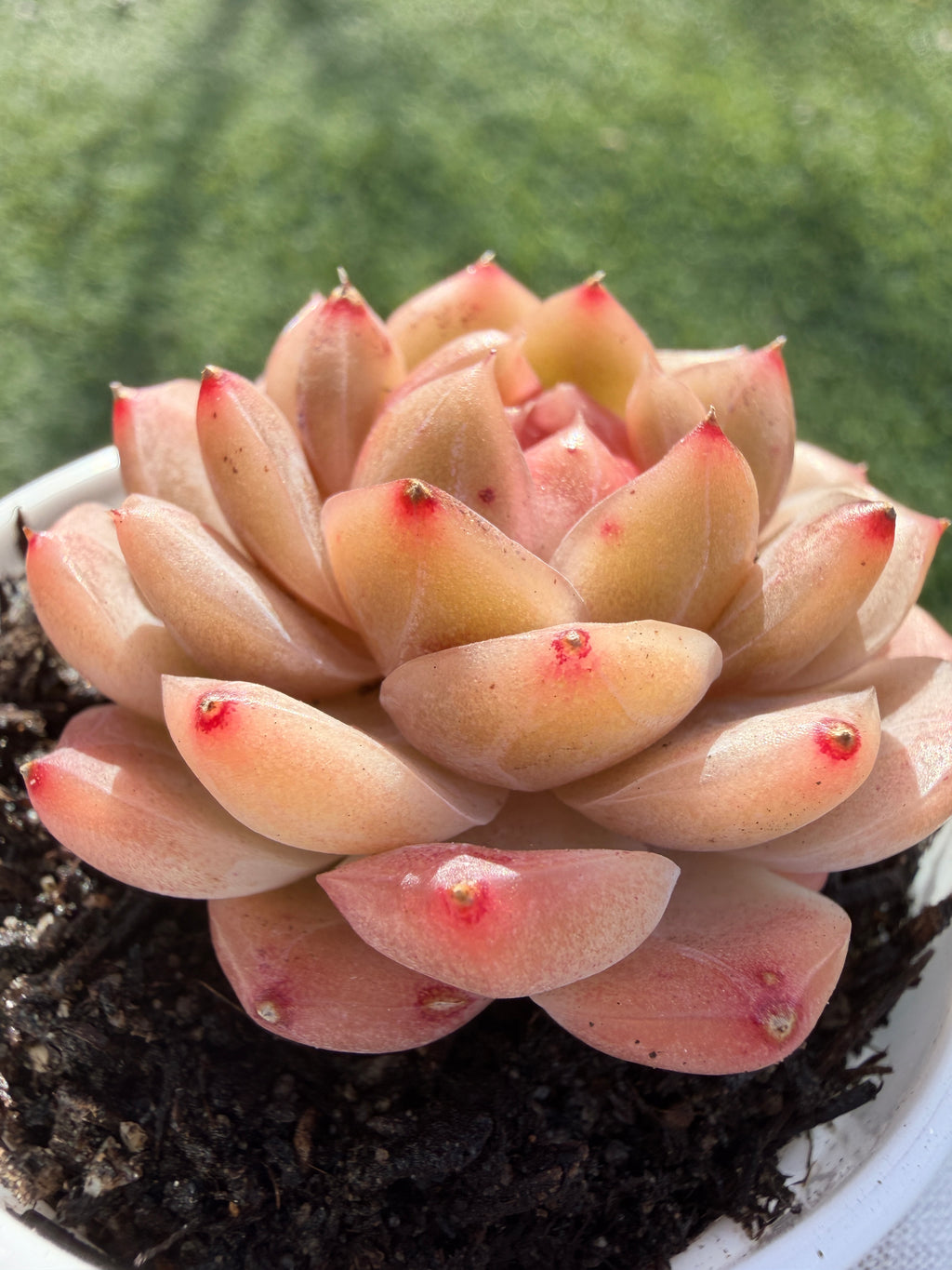Echeveria Sweetheart Series Succulent | Rare Imported | Rooted 3” Live Plant | Shipped from California
