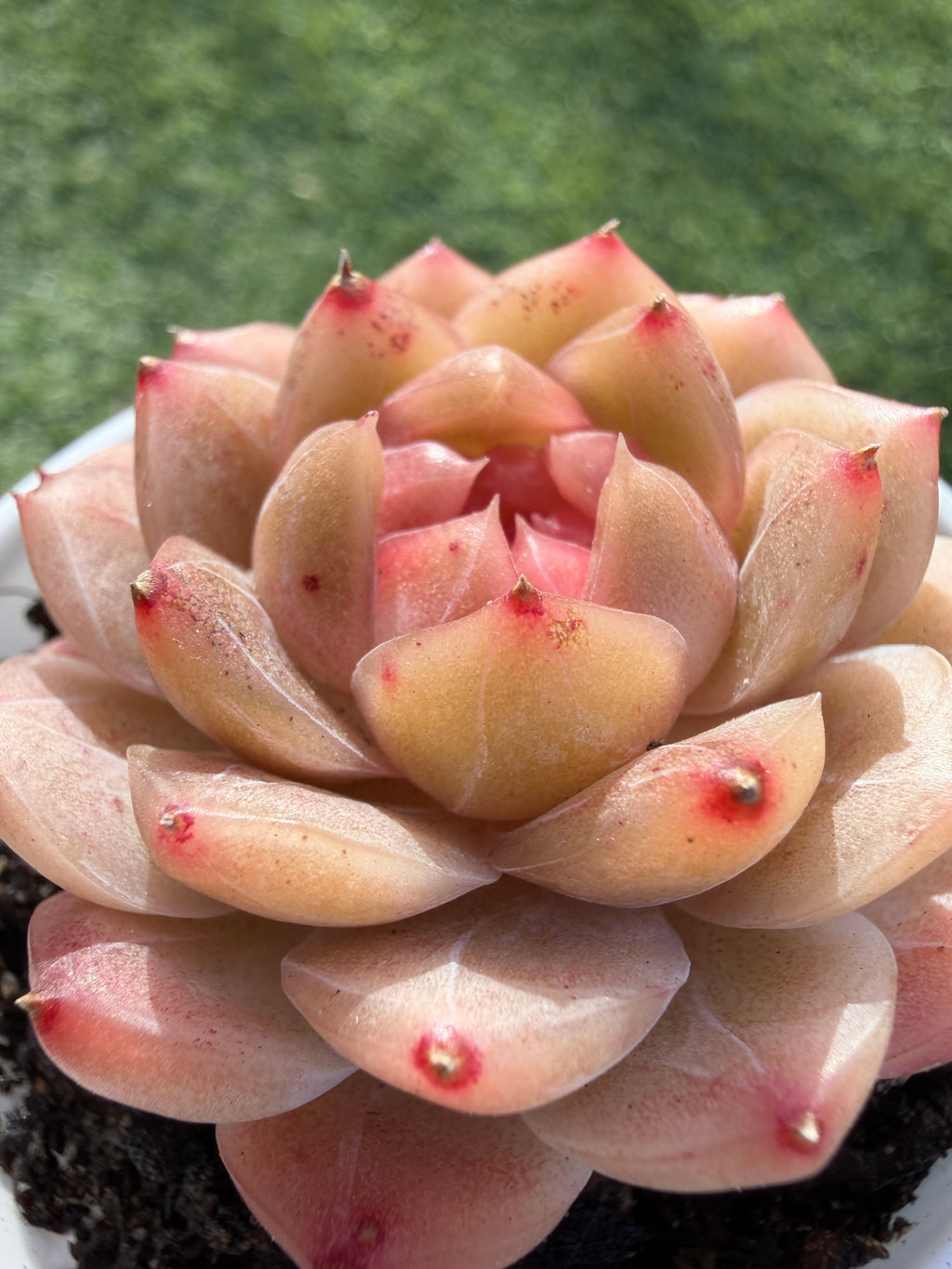 Echeveria Sweetheart Series Succulent | Rare Imported | Rooted 3” Live Plant | Shipped from California
