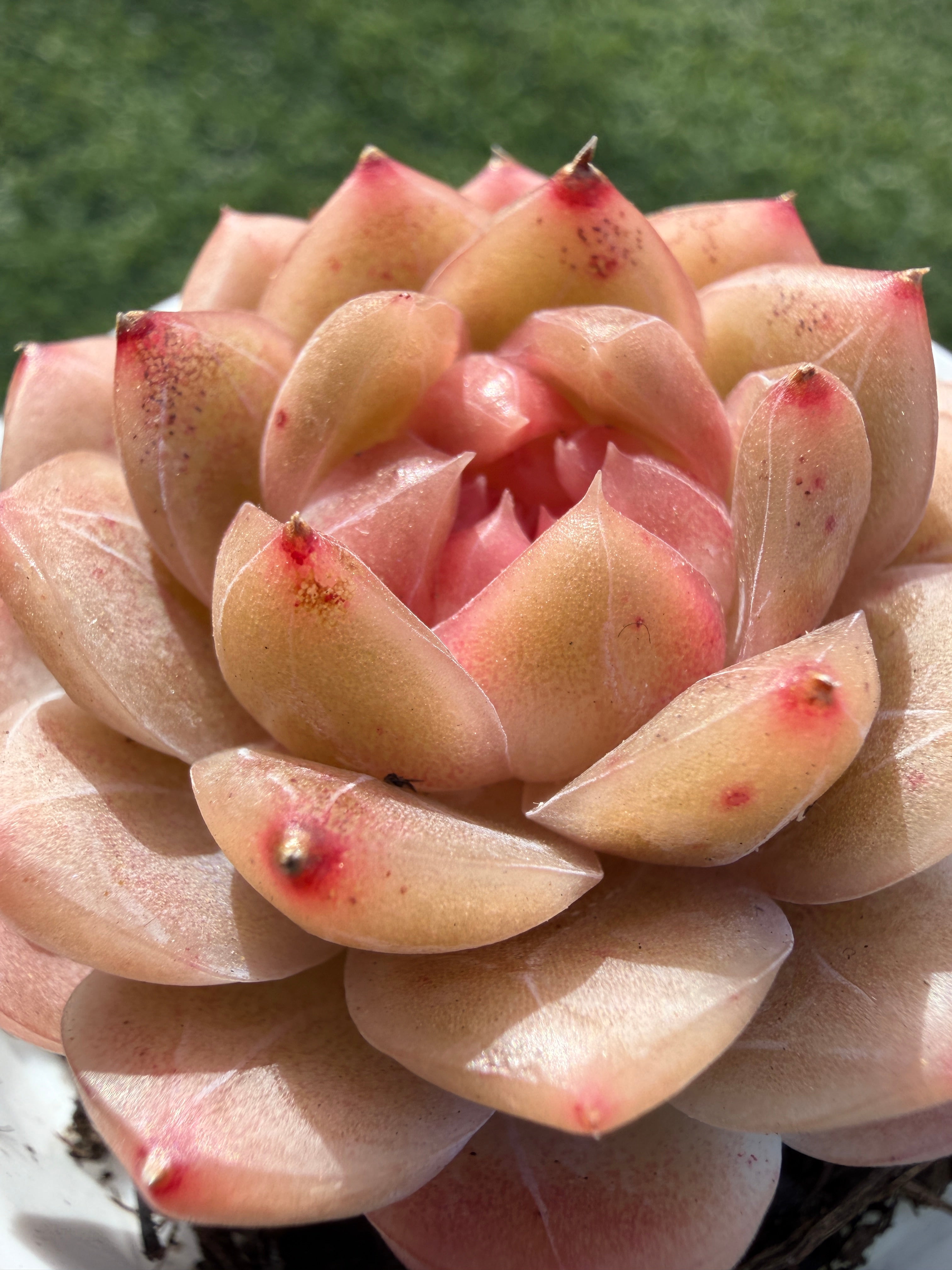 Echeveria Sweetheart Series Succulent | Rare Imported | Rooted 3” Live Plant | Shipped from California