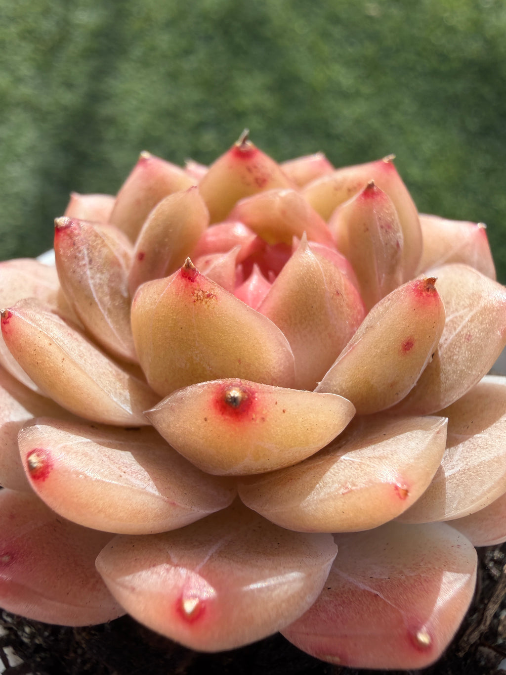Echeveria Sweetheart Series Succulent | Rare Imported | Rooted 3” Live Plant | Shipped from California