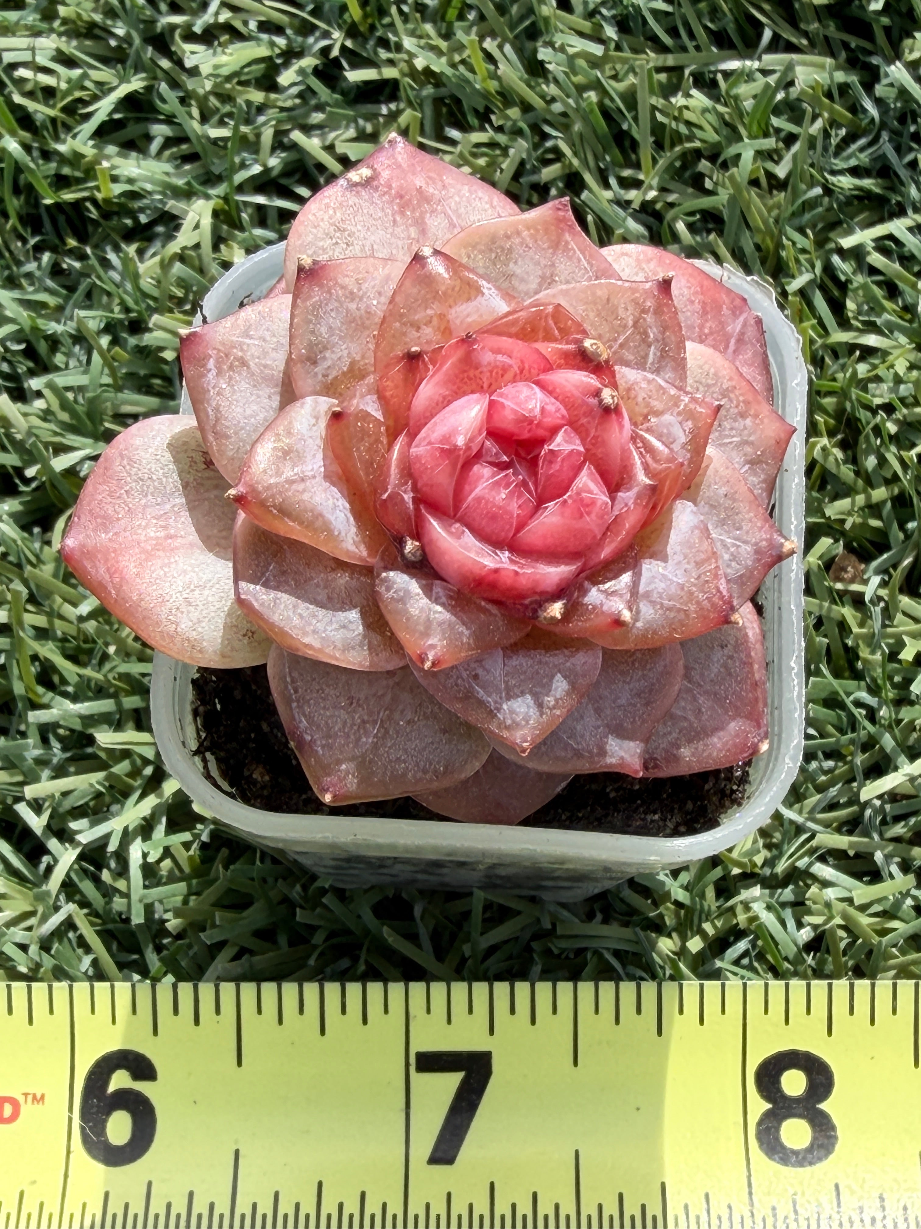 Echeveria Jenny Series Succulent – Vibrant Pink Rosette, Farm‑Grown at Huamoo Amigo, Fast CA Shipping