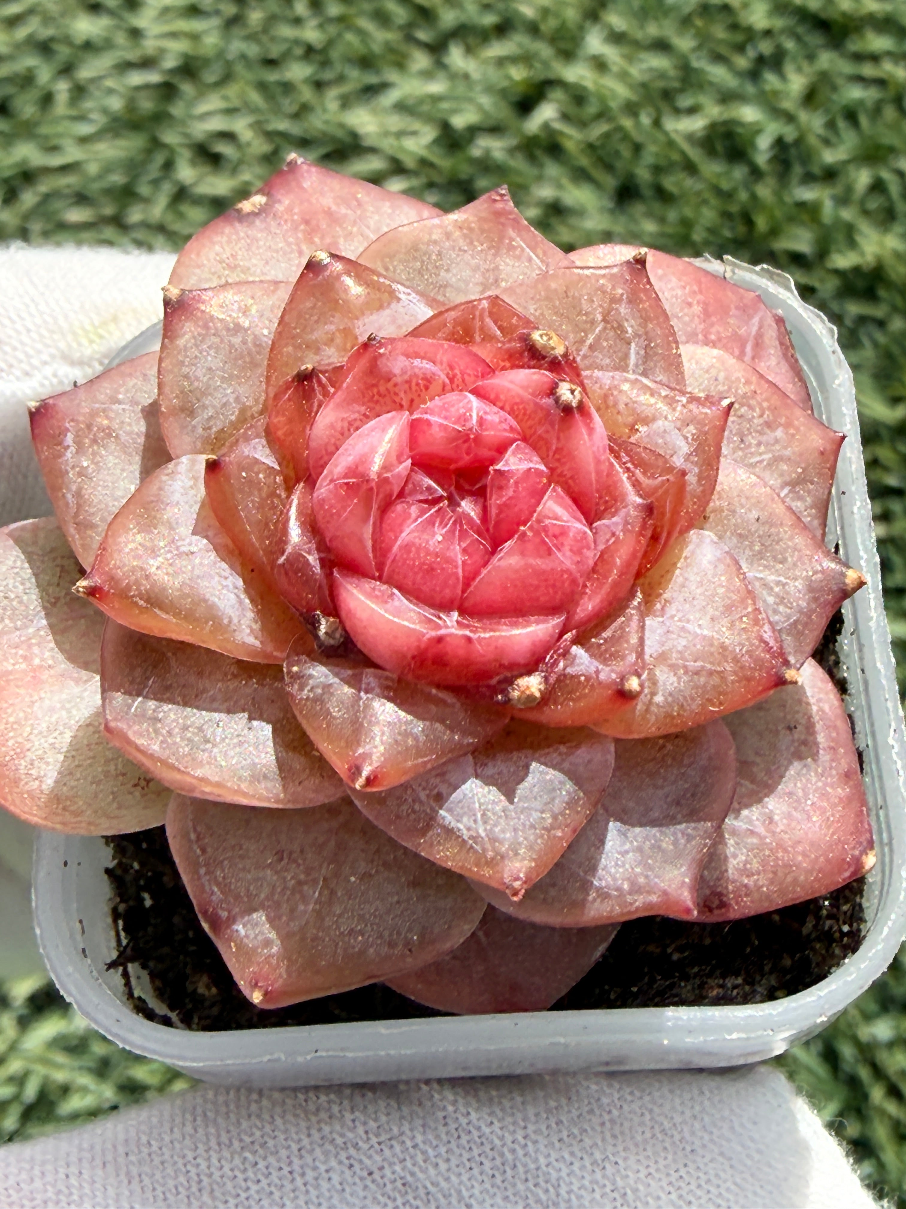 Echeveria Jenny Series Succulent – Vibrant Pink Rosette, Farm‑Grown at Huamoo Amigo, Fast CA Shipping