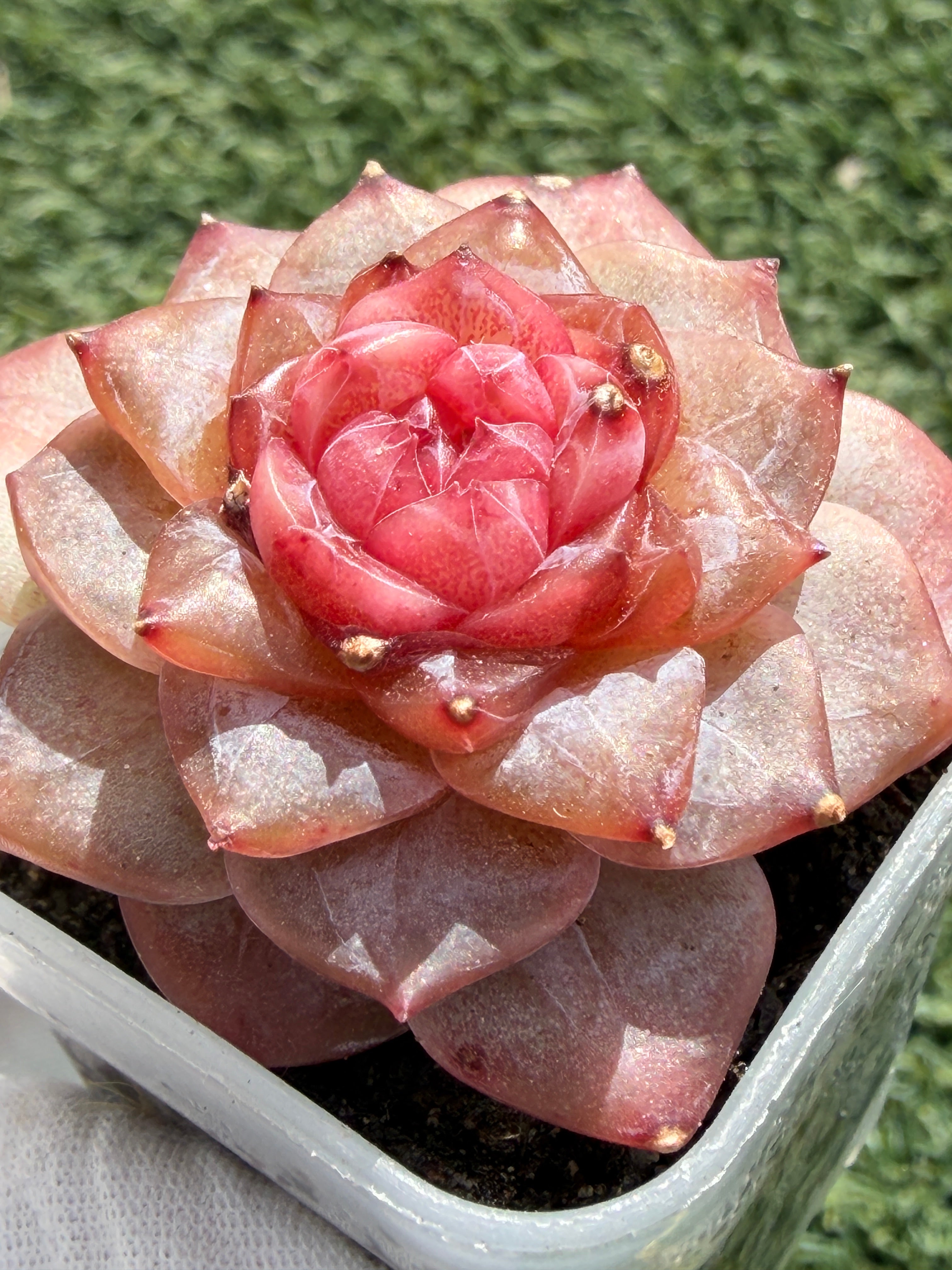 Echeveria Jenny Series Succulent – Vibrant Pink Rosette, Farm‑Grown at Huamoo Amigo, Fast CA Shipping