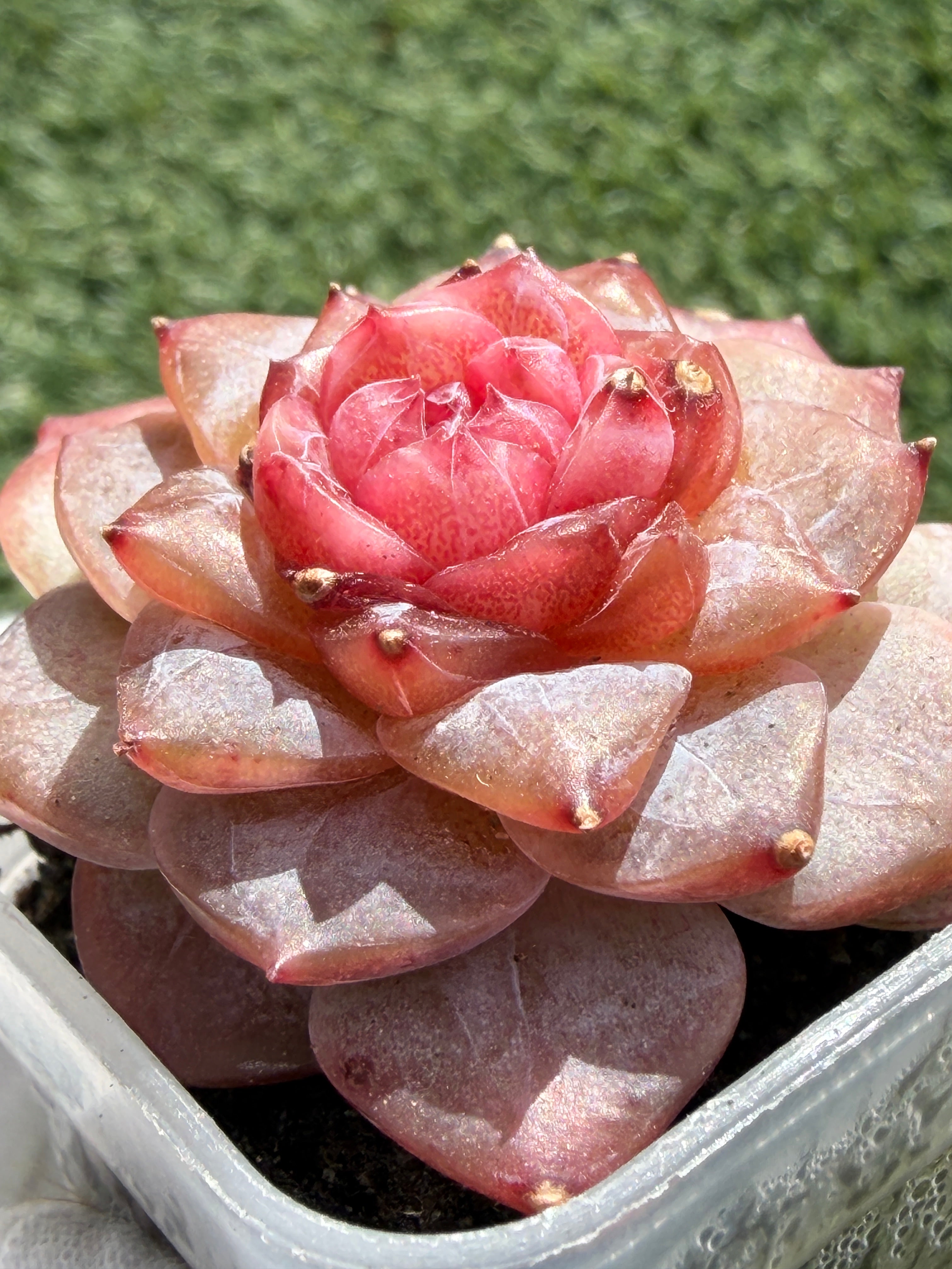 Echeveria Jenny Series Succulent – Vibrant Pink Rosette, Farm‑Grown at Huamoo Amigo, Fast CA Shipping