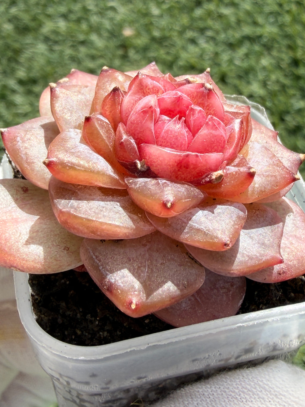 Echeveria Jenny Series Succulent – Vibrant Pink Rosette, Farm‑Grown at Huamoo Amigo, Fast CA Shipping