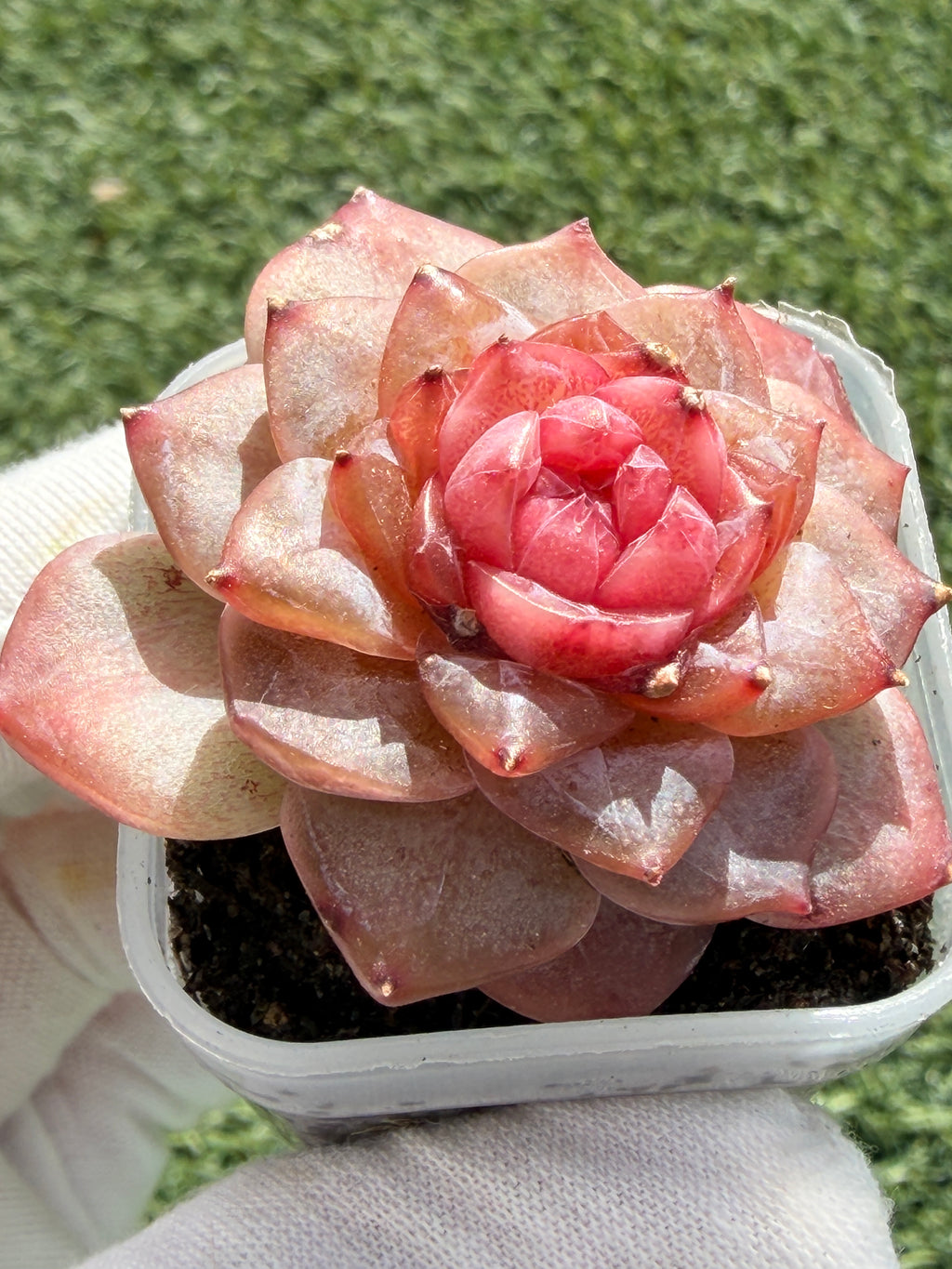 Echeveria Jenny Series Succulent – Vibrant Pink Rosette, Farm‑Grown at Huamoo Amigo, Fast CA Shipping