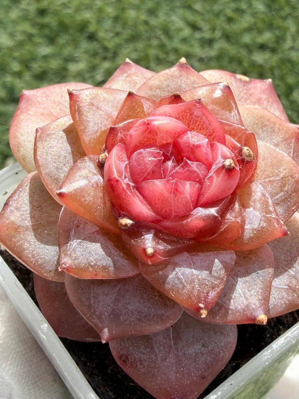 Echeveria Jenny Series Succulent – Vibrant Pink Rosette, Farm‑Grown at Huamoo Amigo, Fast CA Shipping