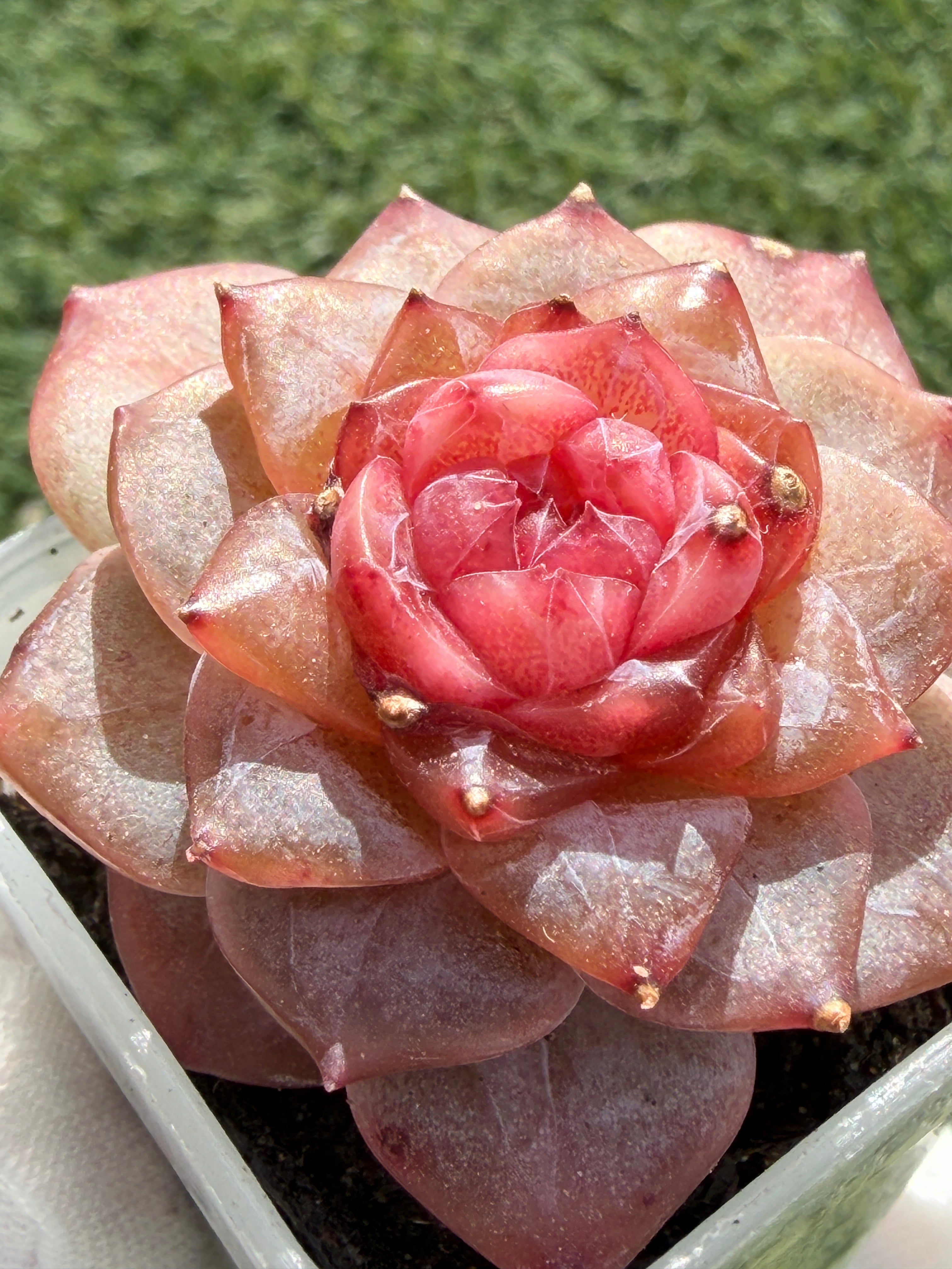 Echeveria Jenny Series Succulent – Vibrant Pink Rosette, Farm‑Grown at Huamoo Amigo, Fast CA Shipping