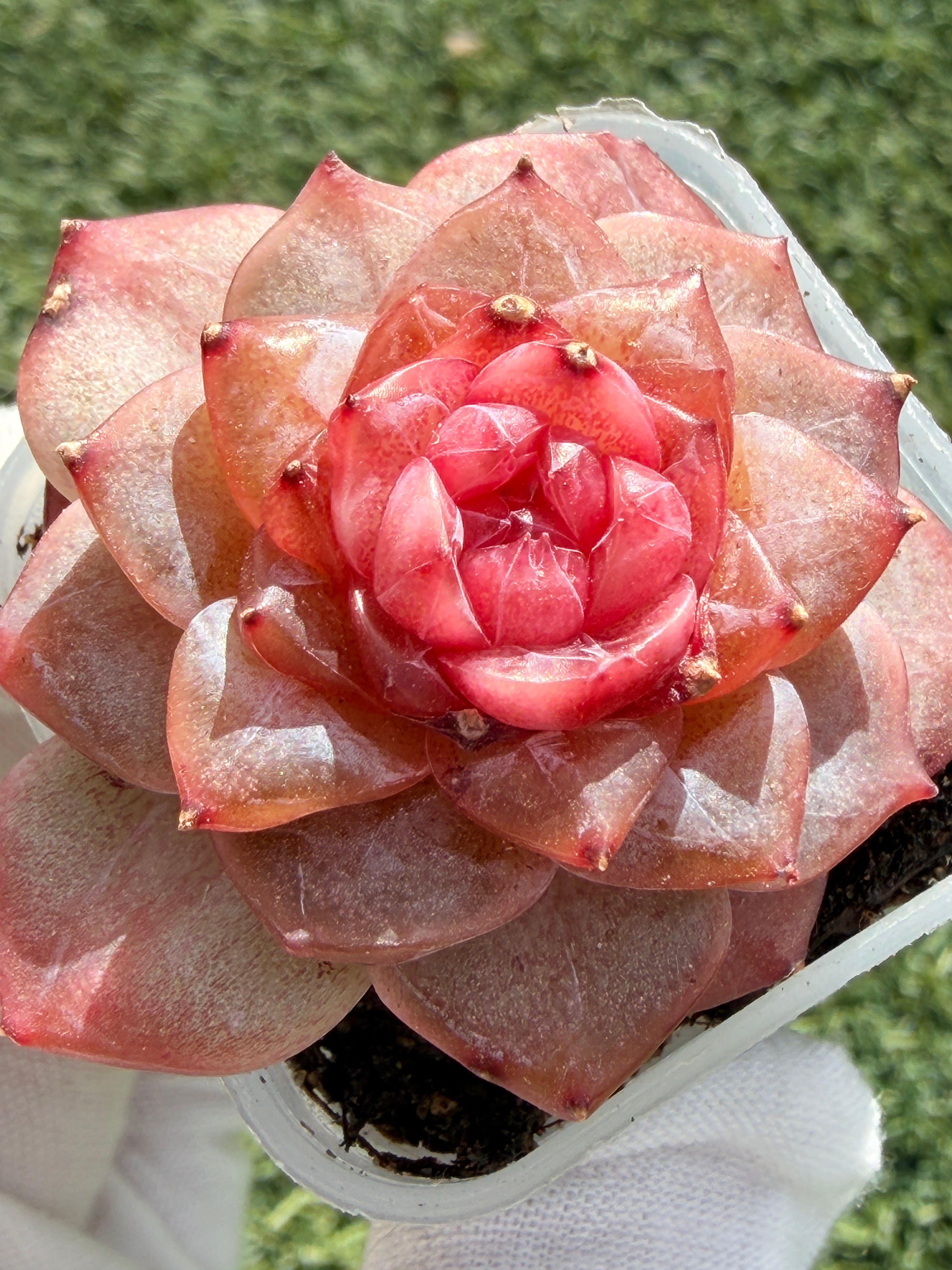 Echeveria Jenny Series Succulent – Vibrant Pink Rosette, Farm‑Grown at Huamoo Amigo, Fast CA Shipping