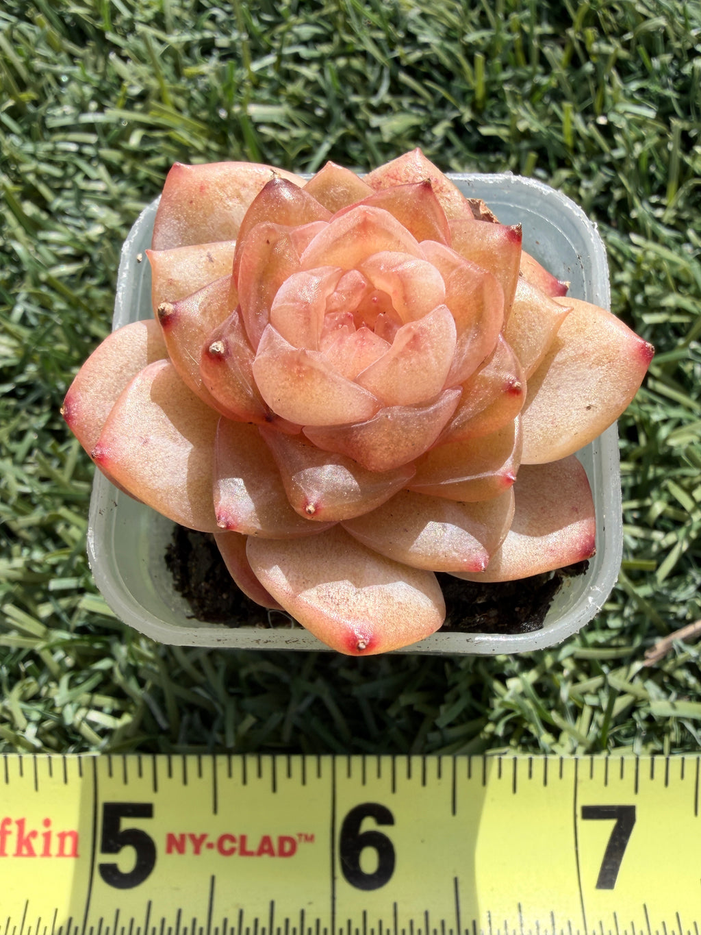 Jenny Series Echeveria – Rare Succulent, Legally Imported & Acclimated in California