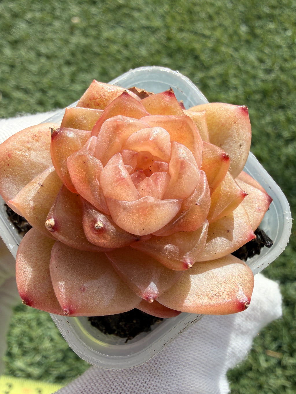 Jenny Series Echeveria – Rare Succulent, Legally Imported & Acclimated in California