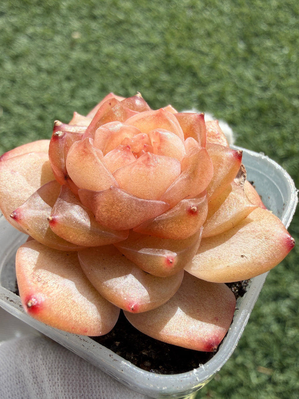 Jenny Series Echeveria – Rare Succulent, Legally Imported & Acclimated in California