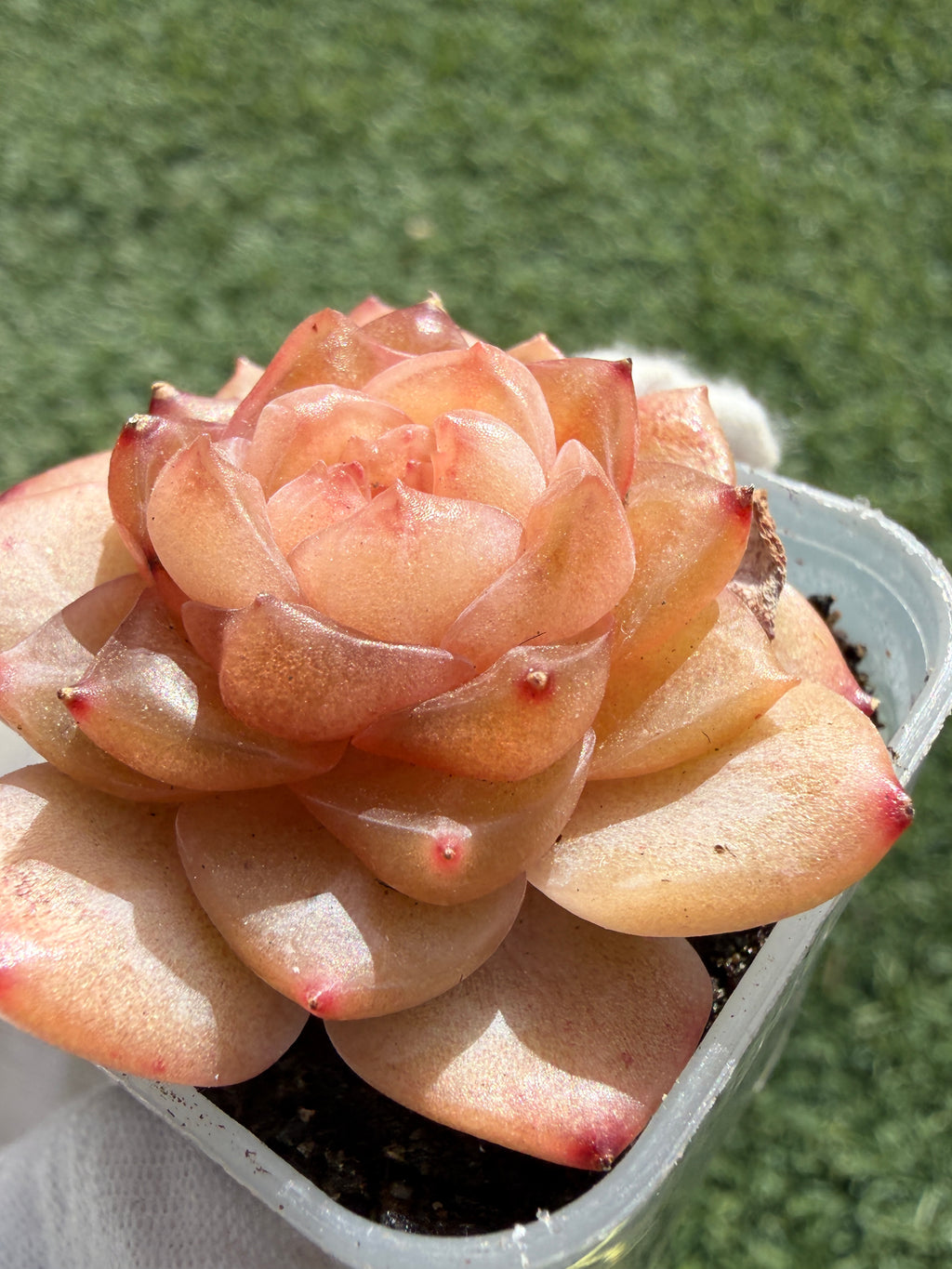 Jenny Series Echeveria – Rare Succulent, Legally Imported & Acclimated in California