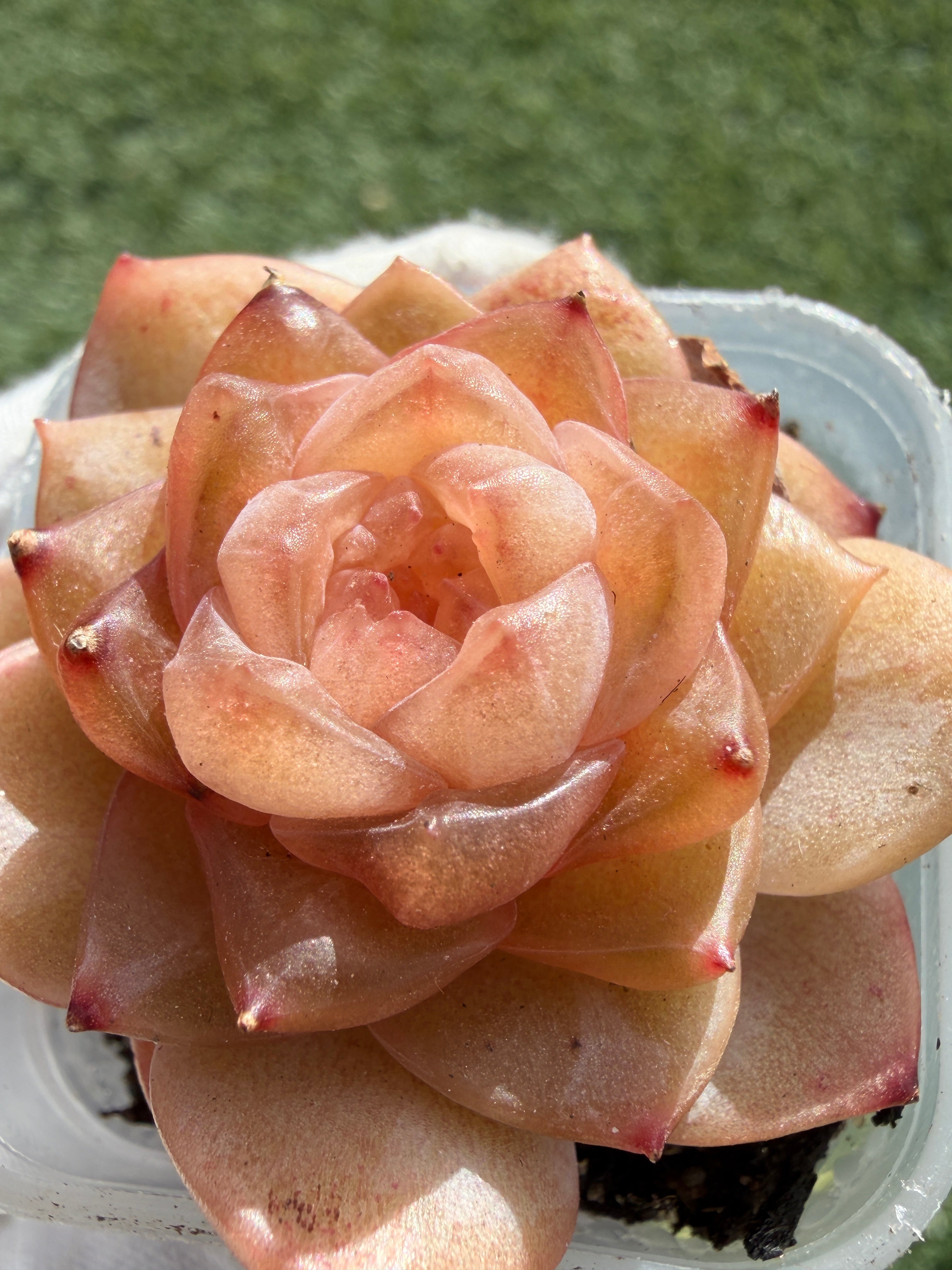 Jenny Series Echeveria – Rare Succulent, Legally Imported & Acclimated in California