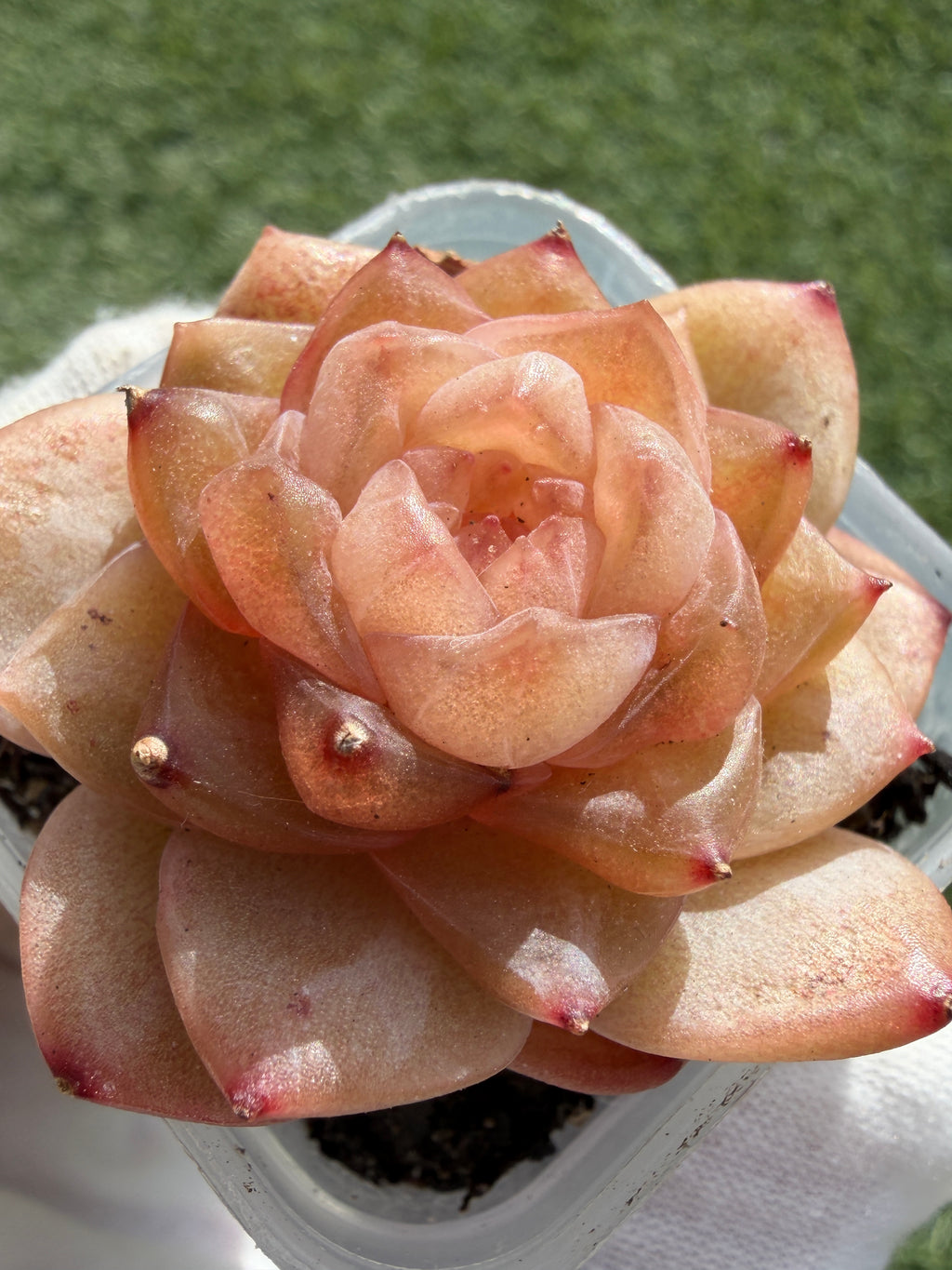 Jenny Series Echeveria – Rare Succulent, Legally Imported & Acclimated in California