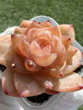 Jenny Series Echeveria – Rare Succulent, Legally Imported & Acclimated in California