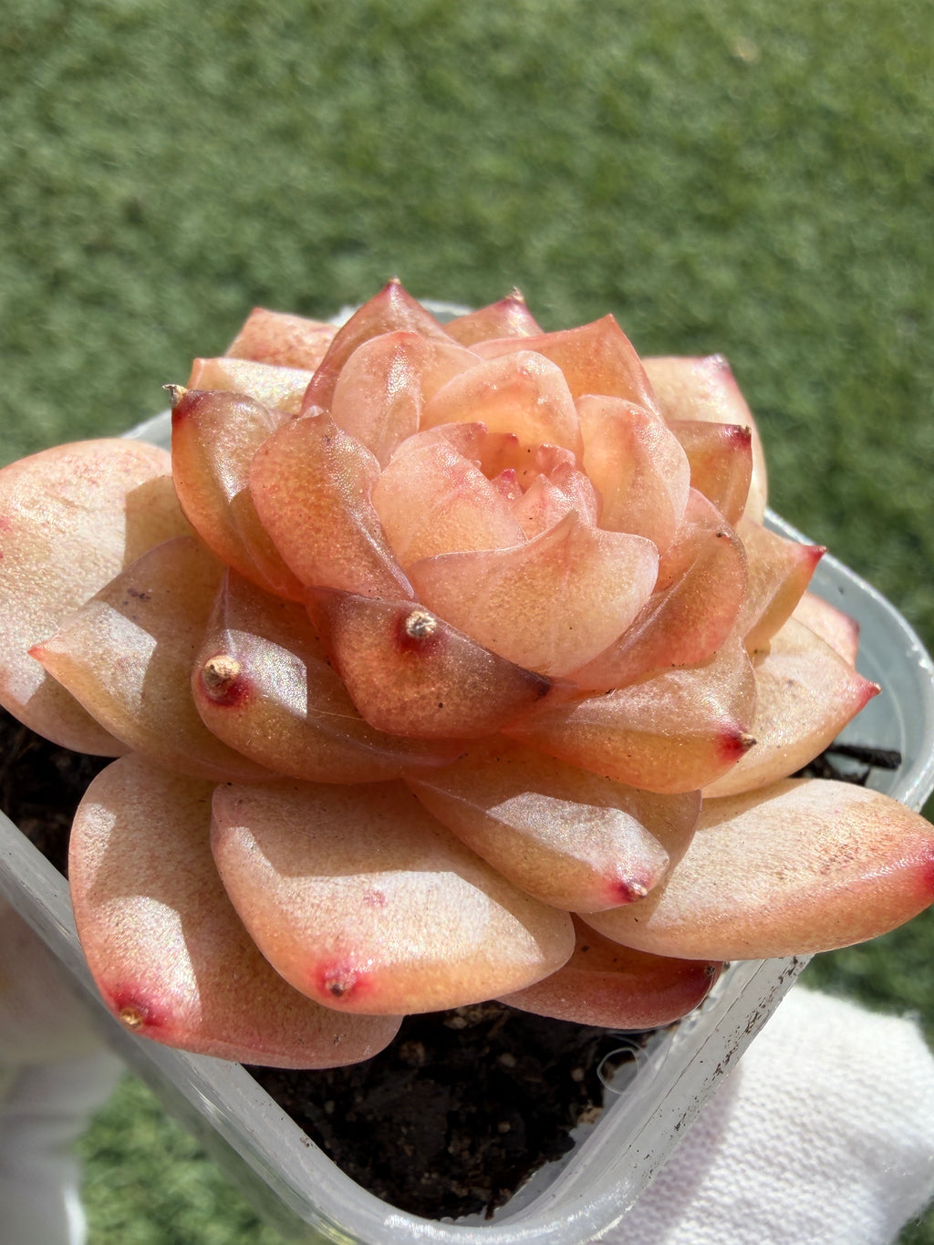 Jenny Series Echeveria – Rare Succulent, Legally Imported & Acclimated in California