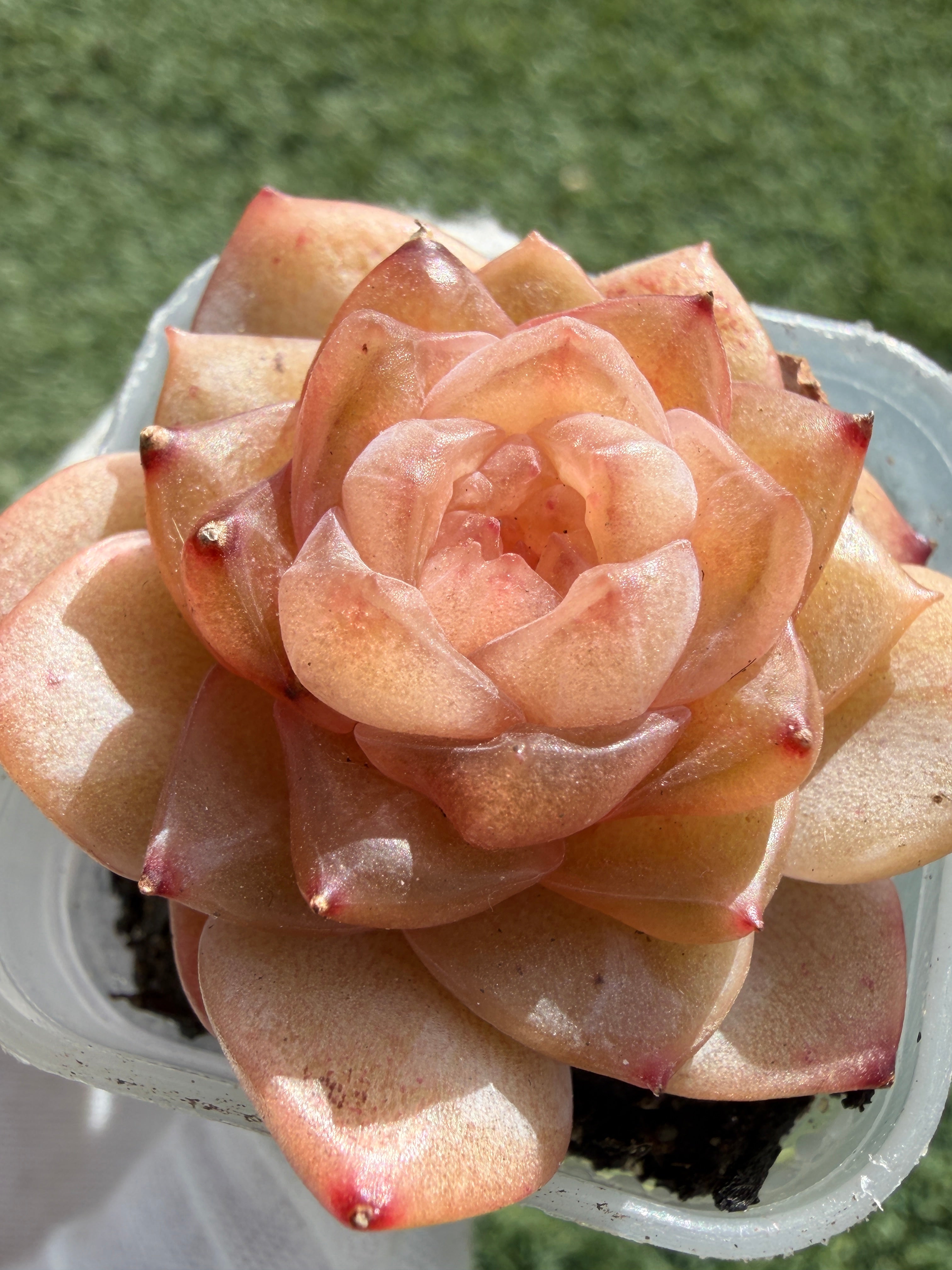 Jenny Series Echeveria – Rare Succulent, Legally Imported & Acclimated in California