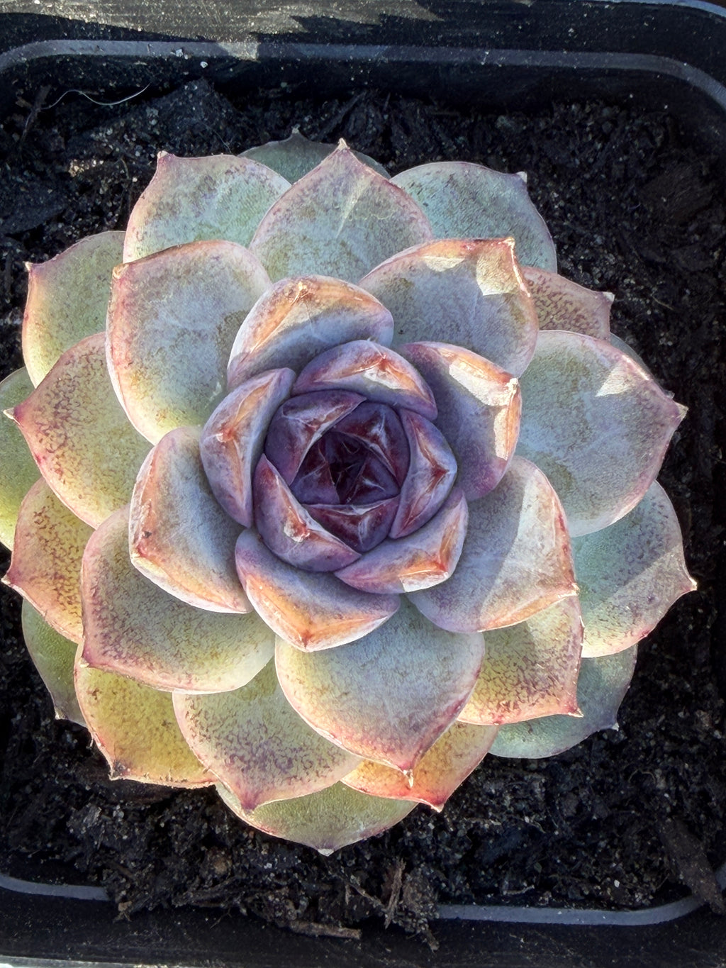 Rare Echeveria 'Superior Treasure' — Deep Rose & Plum Rosette Succulent (Collector Grade)