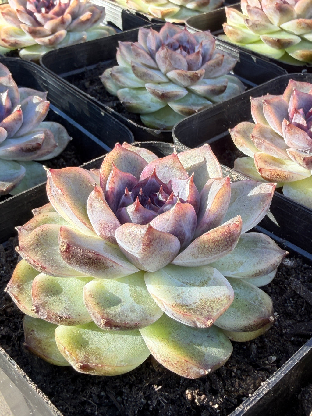Rare Echeveria 'Superior Treasure' — Deep Rose & Plum Rosette Succulent (Collector Grade)