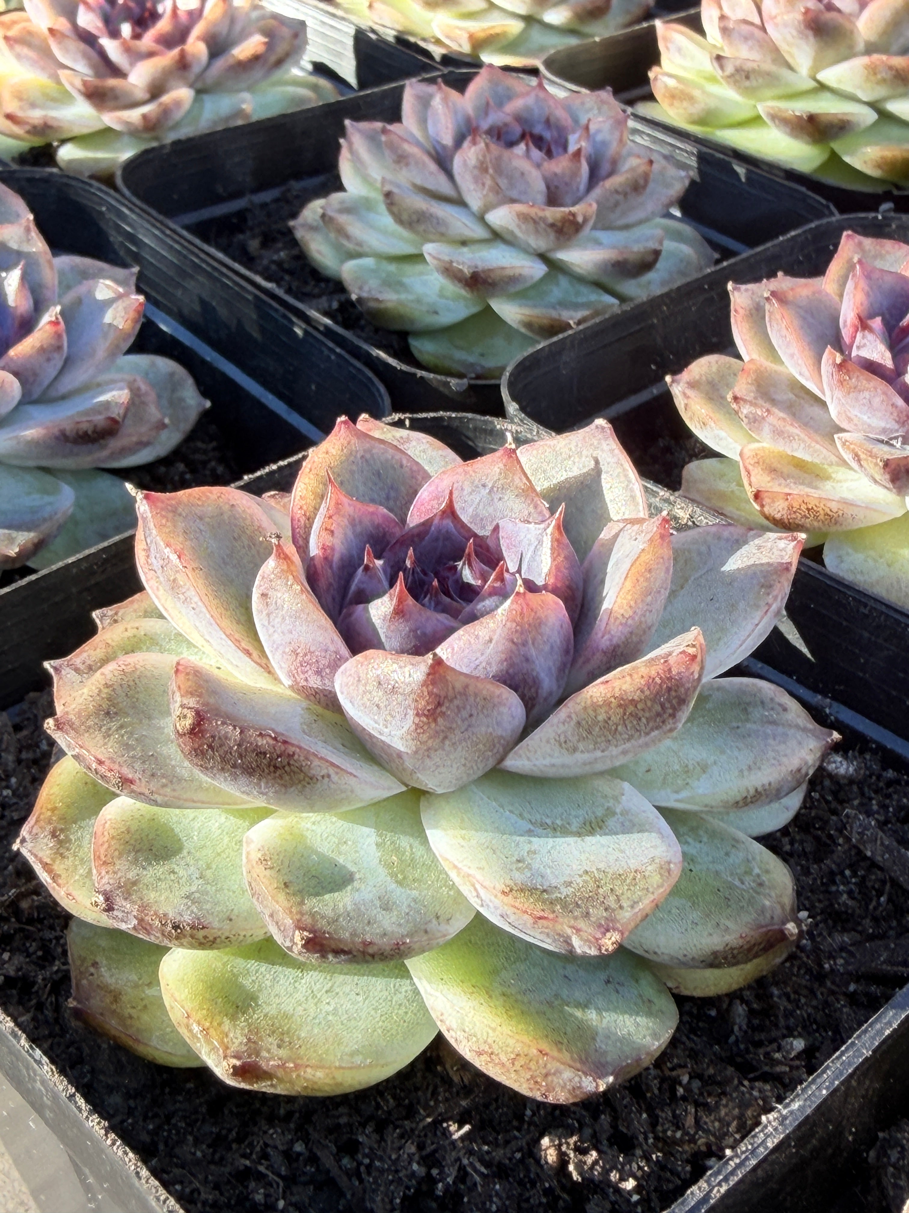 Rare Echeveria 'Superior Treasure' — Deep Rose & Plum Rosette Succulent (Collector Grade)