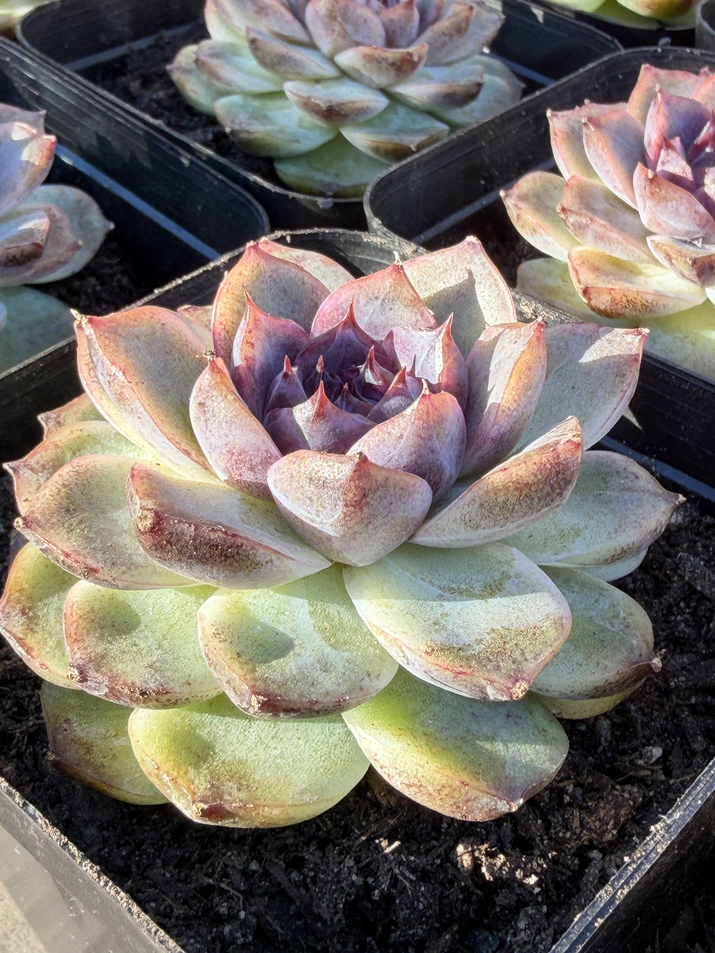 Rare Echeveria 'Superior Treasure' — Deep Rose & Plum Rosette Succulent (Collector Grade)