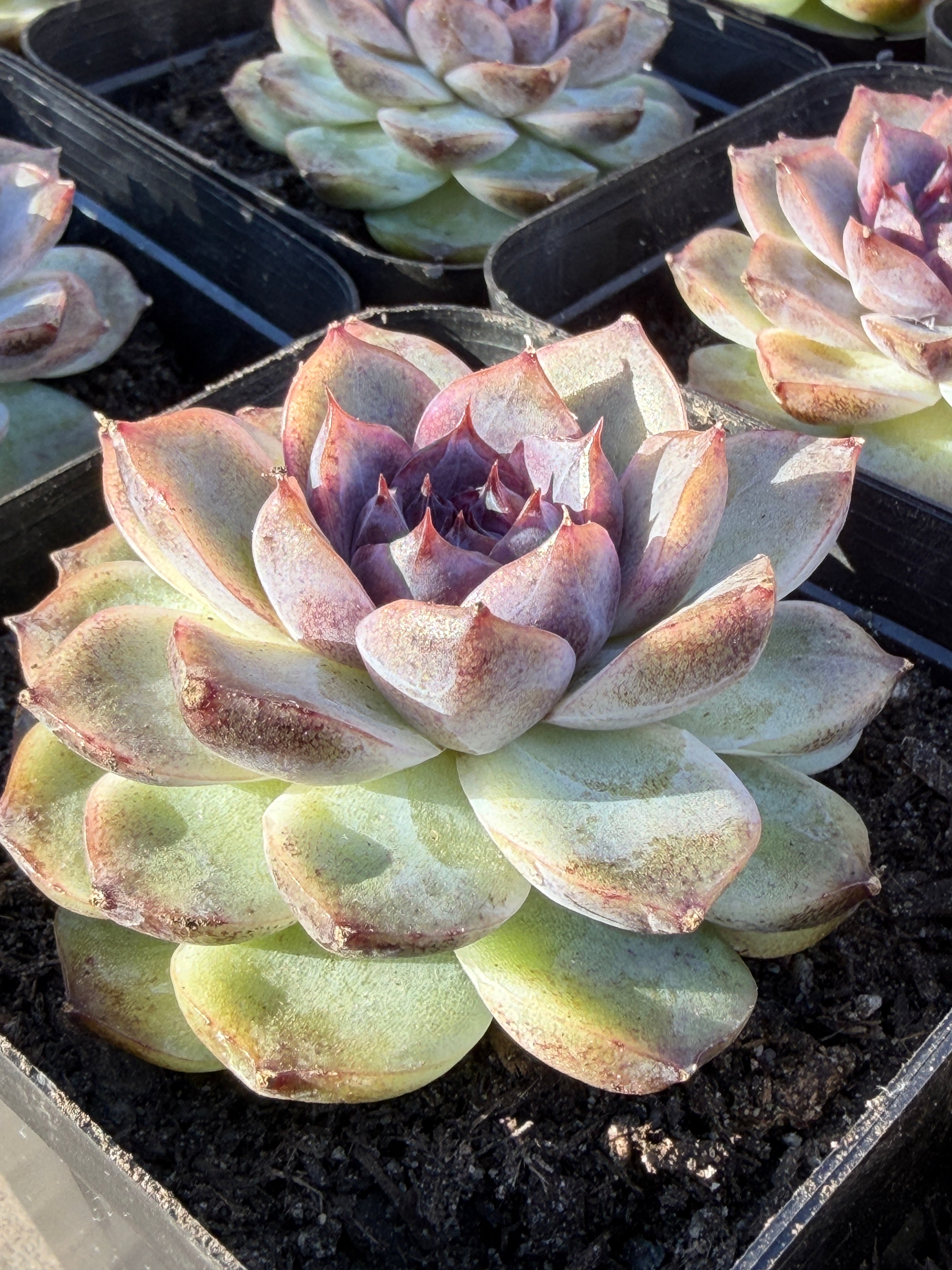 Rare Echeveria 'Superior Treasure' — Deep Rose & Plum Rosette Succulent (Collector Grade)