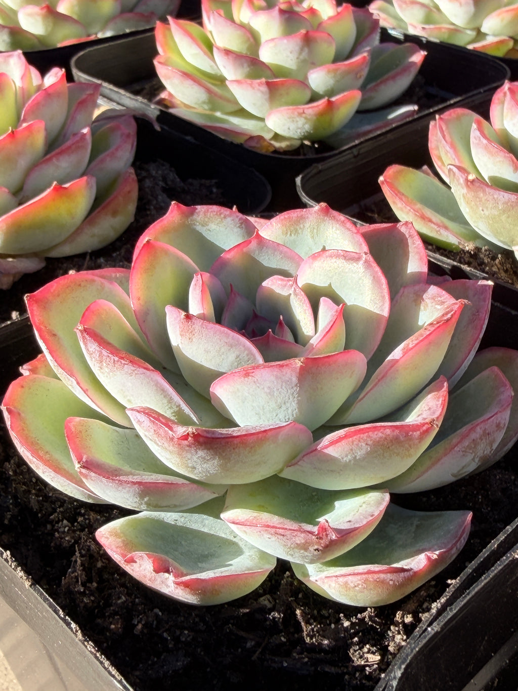 Rare Pastel Echeveria 'Orange Dew' Succulent | Pink-Edged Rosette | USDA-Permitted | Huamoo Amigo Farm