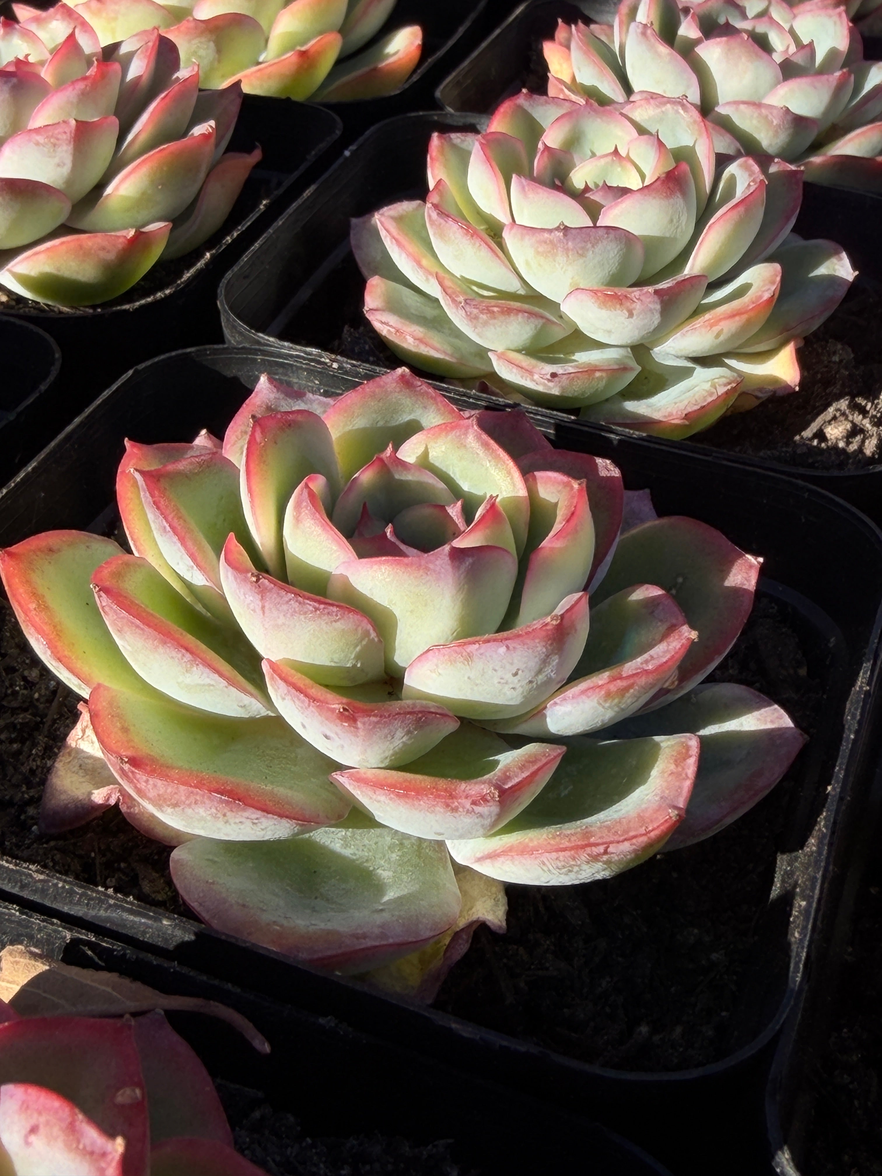 Rare Pastel Echeveria 'Orange Dew' Succulent | Pink-Edged Rosette | USDA-Permitted | Huamoo Amigo Farm