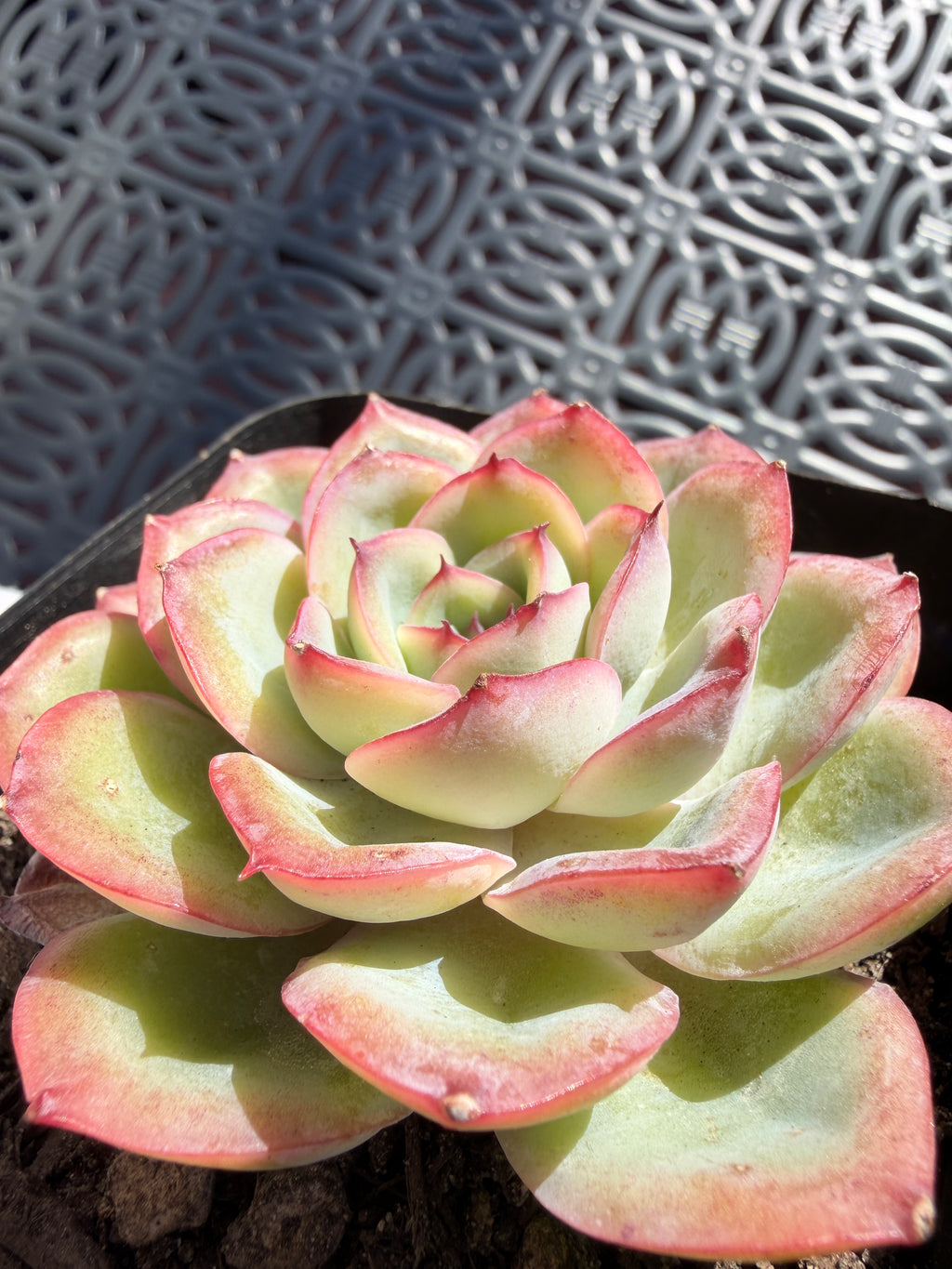 Rare Pastel Echeveria 'Orange Dew' Succulent | Pink-Edged Rosette | USDA-Permitted | Huamoo Amigo Farm