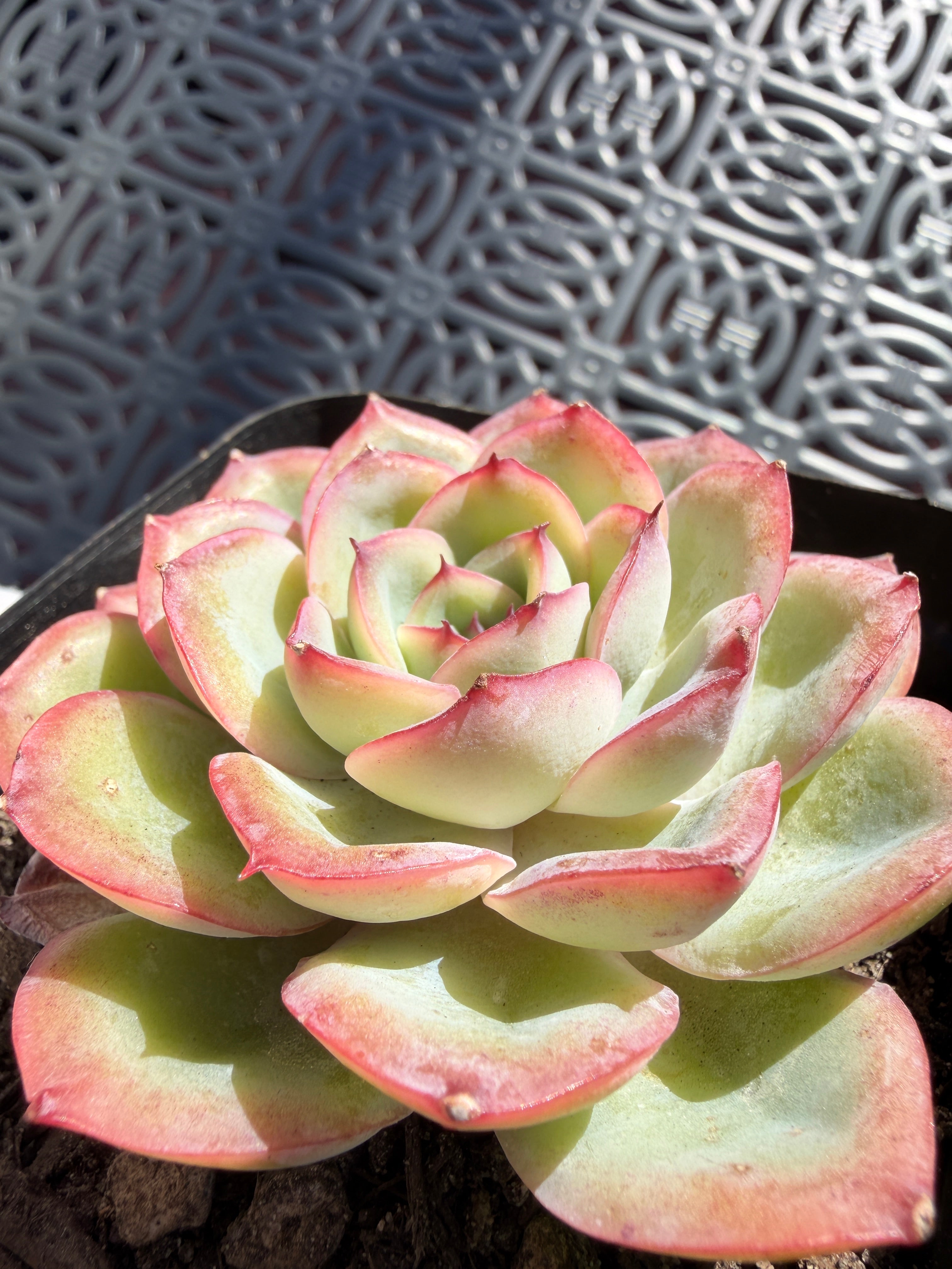 Rare Pastel Echeveria 'Orange Dew' Succulent | Pink-Edged Rosette | USDA-Permitted | Huamoo Amigo Farm
