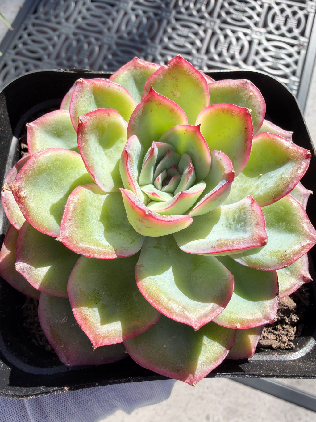 Rare Pastel Echeveria 'Orange Dew' Succulent | Pink-Edged Rosette | USDA-Permitted | Huamoo Amigo Farm
