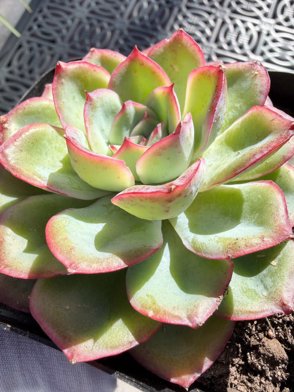 Rare Pastel Echeveria 'Orange Dew' Succulent | Pink-Edged Rosette | USDA-Permitted | Huamoo Amigo Farm