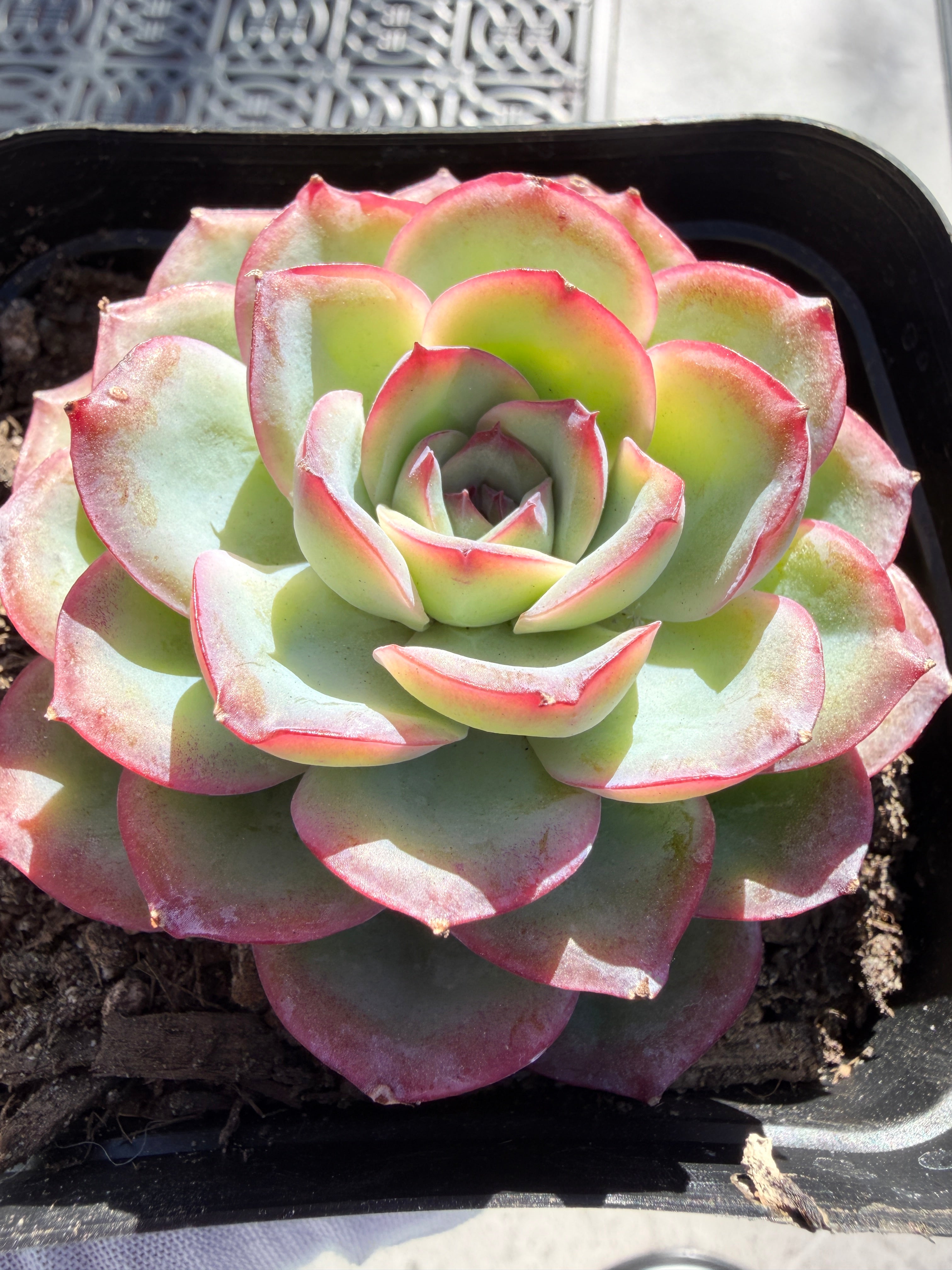 Rare Pastel Echeveria 'Orange Dew' Succulent | Pink-Edged Rosette | USDA-Permitted | Huamoo Amigo Farm