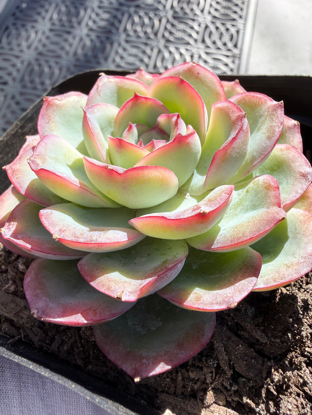 Rare Pastel Echeveria 'Orange Dew' Succulent | Pink-Edged Rosette | USDA-Permitted | Huamoo Amigo Farm