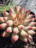 Rare Echeveria ‘Cherries’ – Imported, Acclimated & Shipped from California