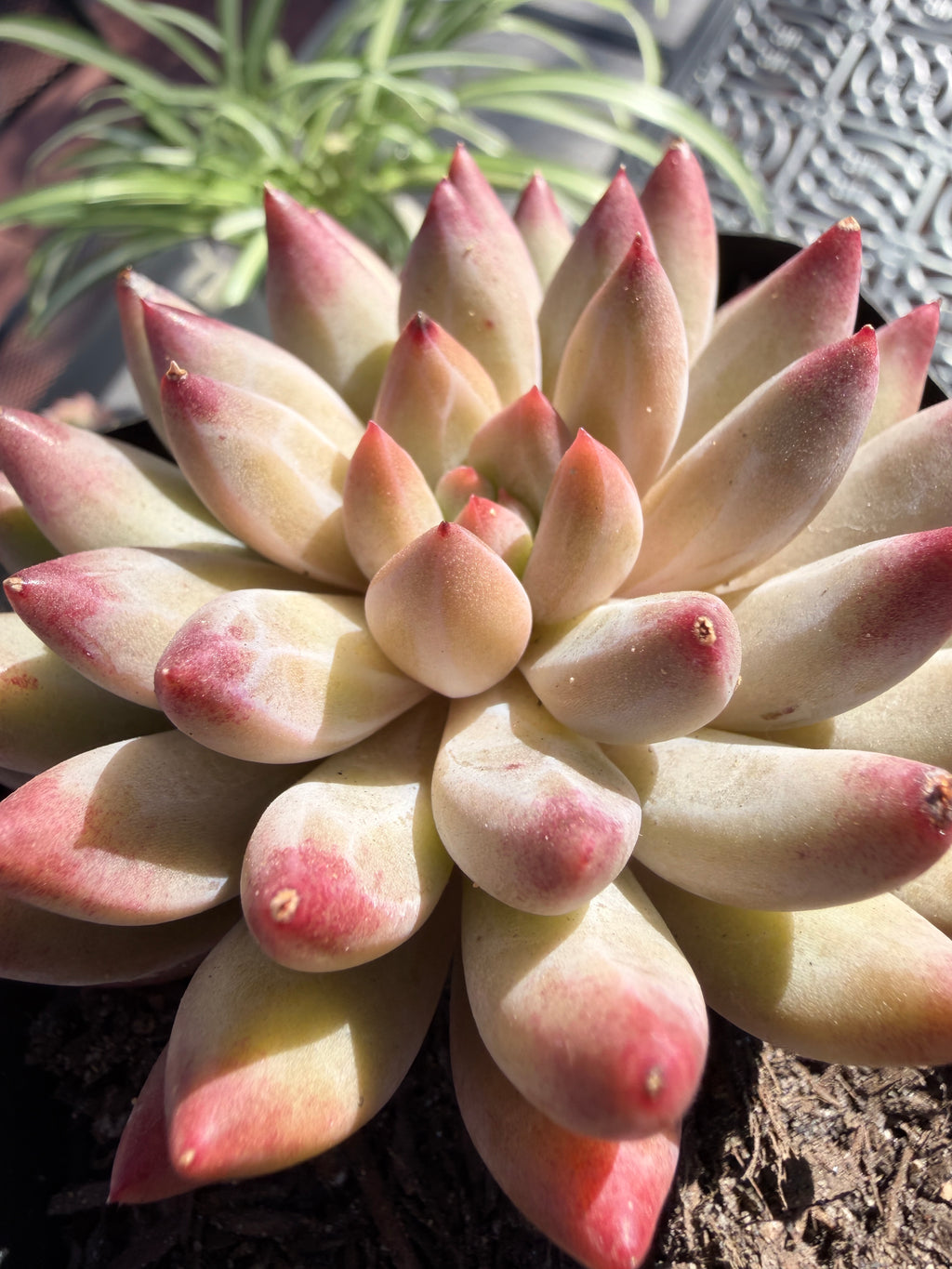 Rare Echeveria ‘Cherries’ – Imported, Acclimated & Shipped from California