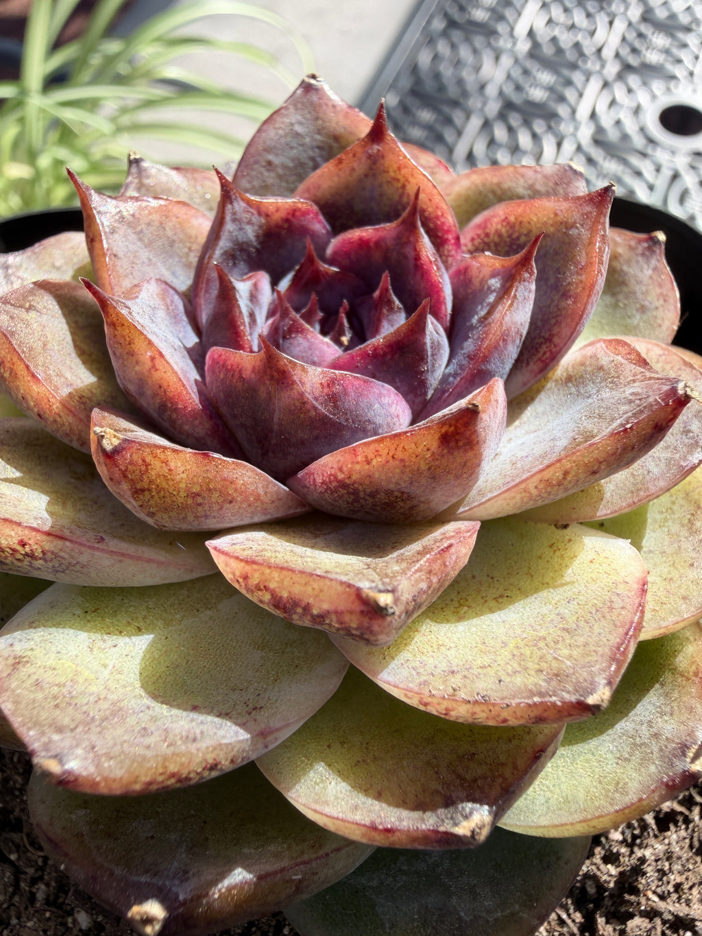Rare Echeveria 'Superior Treasure' — Deep Rose & Plum Rosette Succulent (Collector Grade)