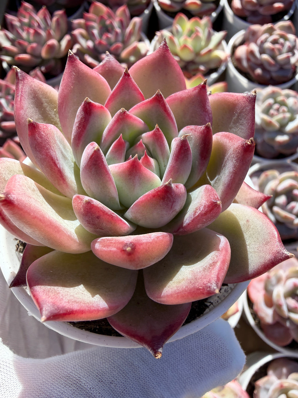 Echeveria ‘Pull Sugar’ – Rare Imported Succulent
