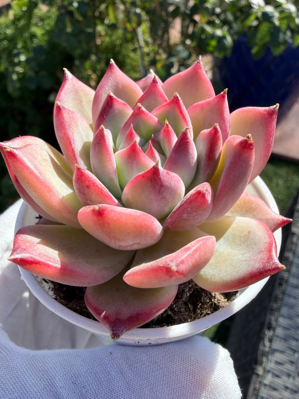 Echeveria ‘Pull Sugar’ – Rare Imported Succulent