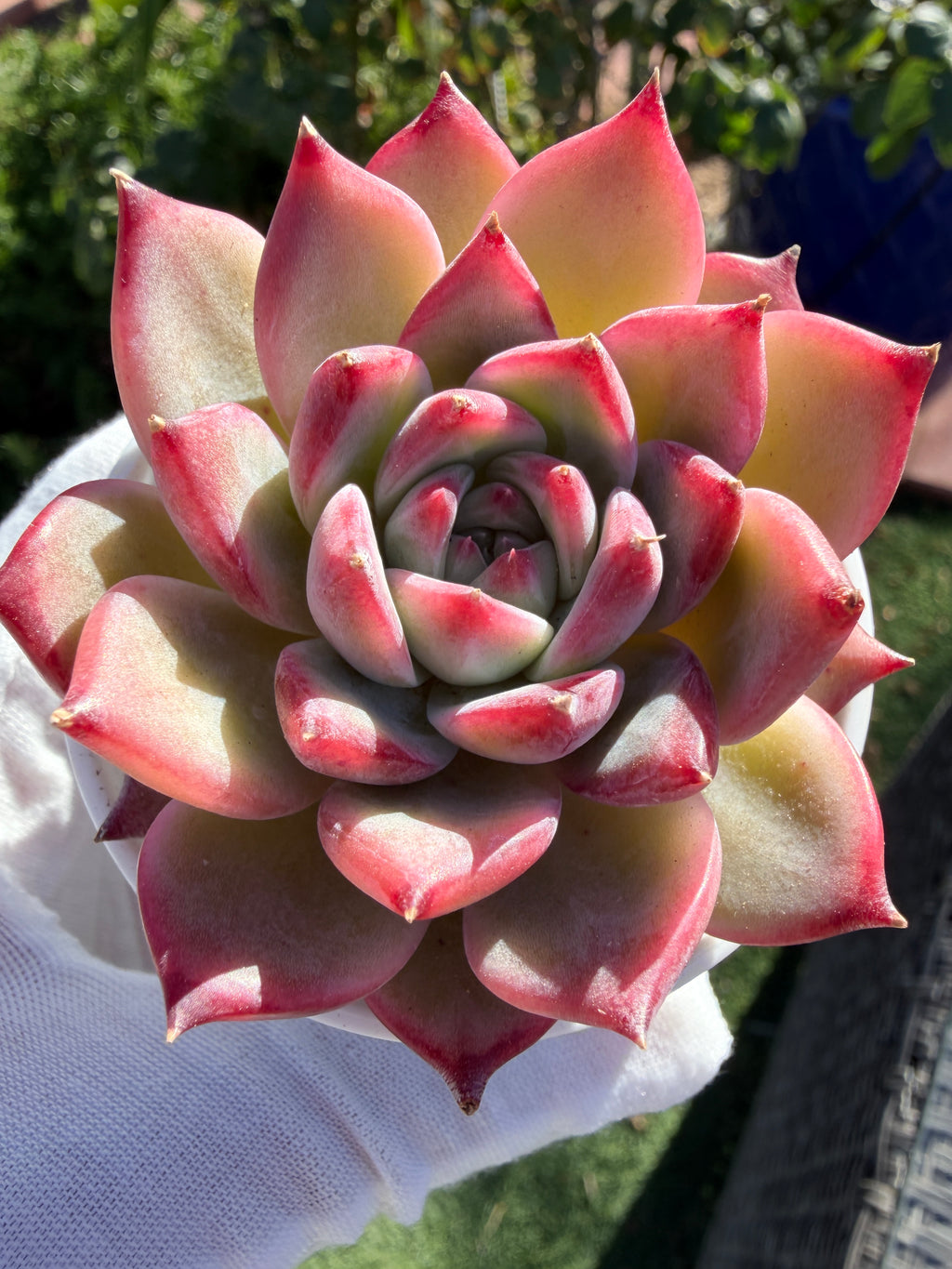 Echeveria ‘Pull Sugar’ – Rare Imported Succulent