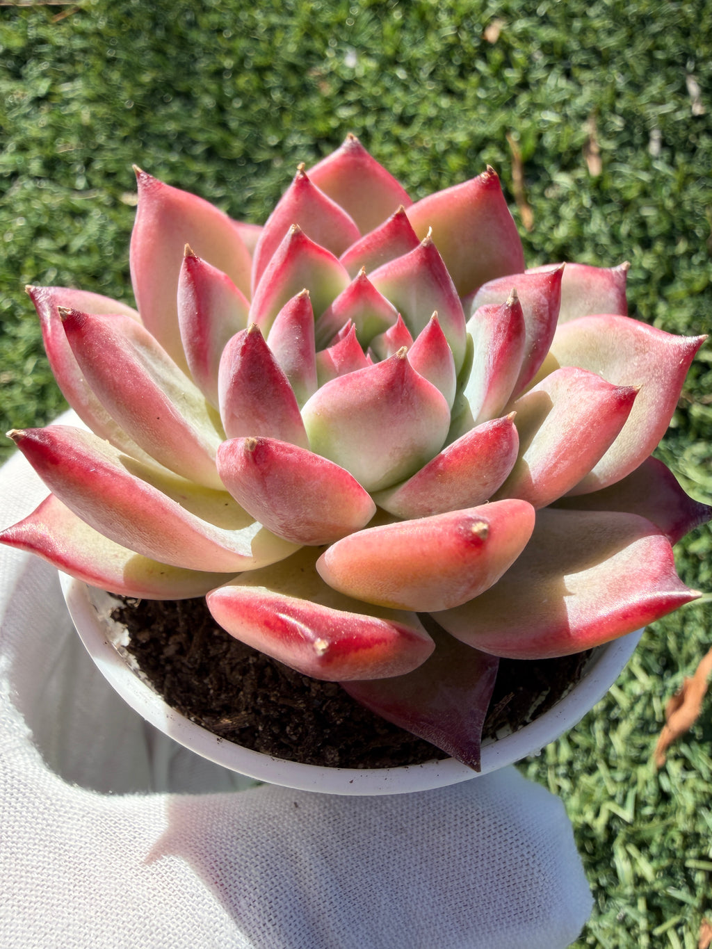 Echeveria ‘Pull Sugar’ – Rare Imported Succulent