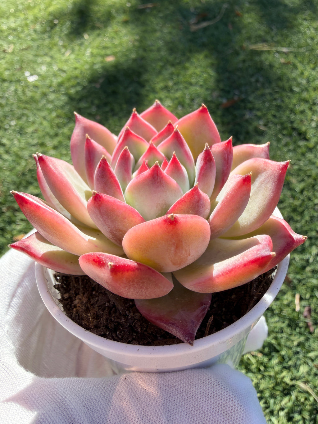 Echeveria ‘Pull Sugar’ – Rare Imported Succulent