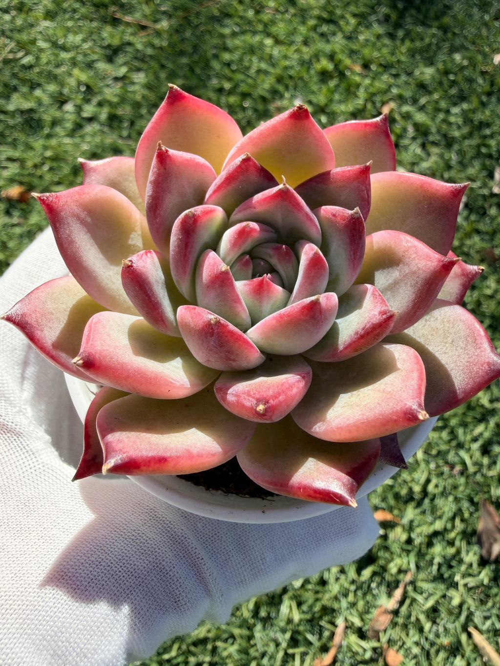 Echeveria ‘Pull Sugar’ – Rare Imported Succulent