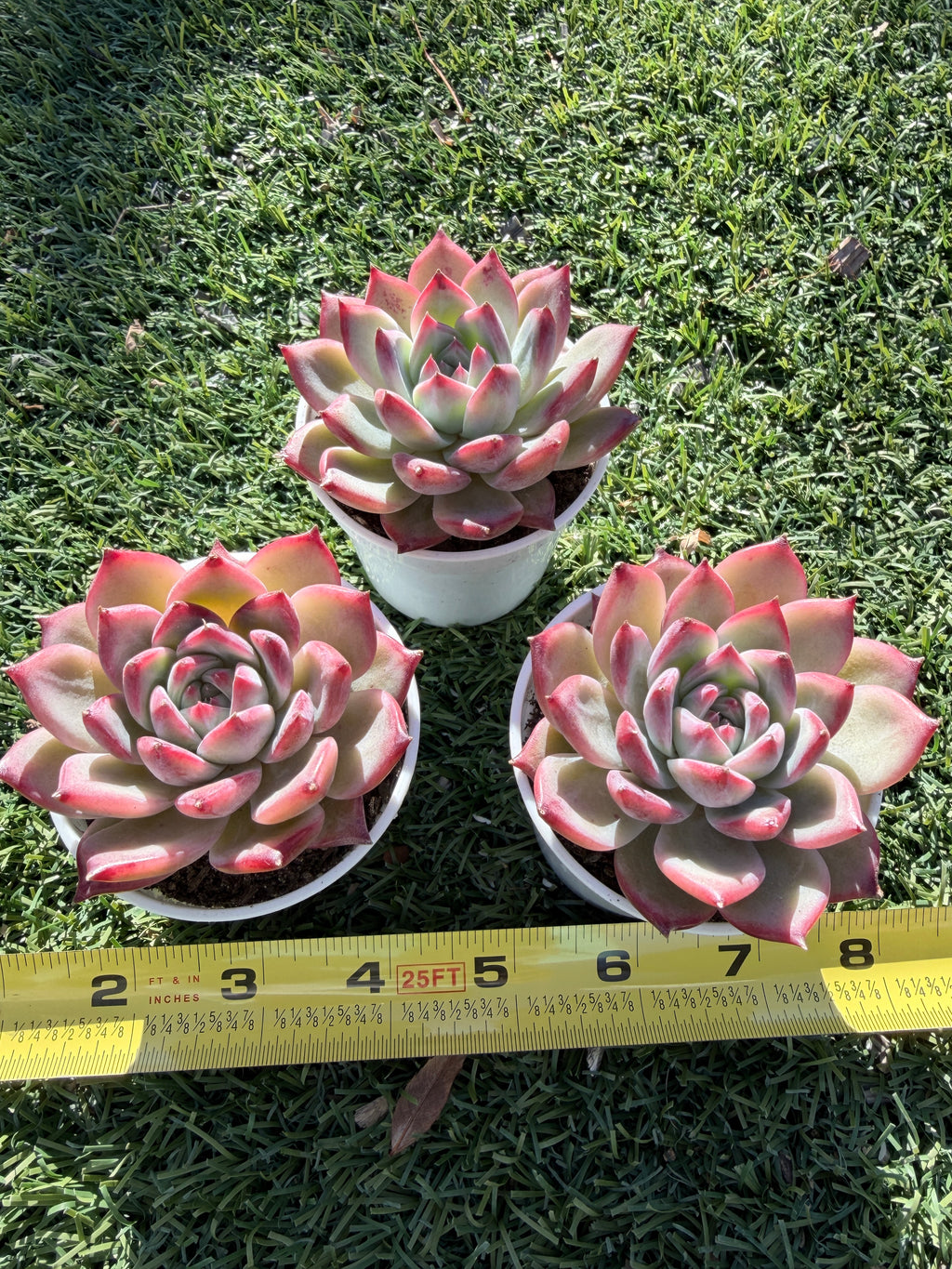 Echeveria ‘Pull Sugar’ – Rare Imported Succulent