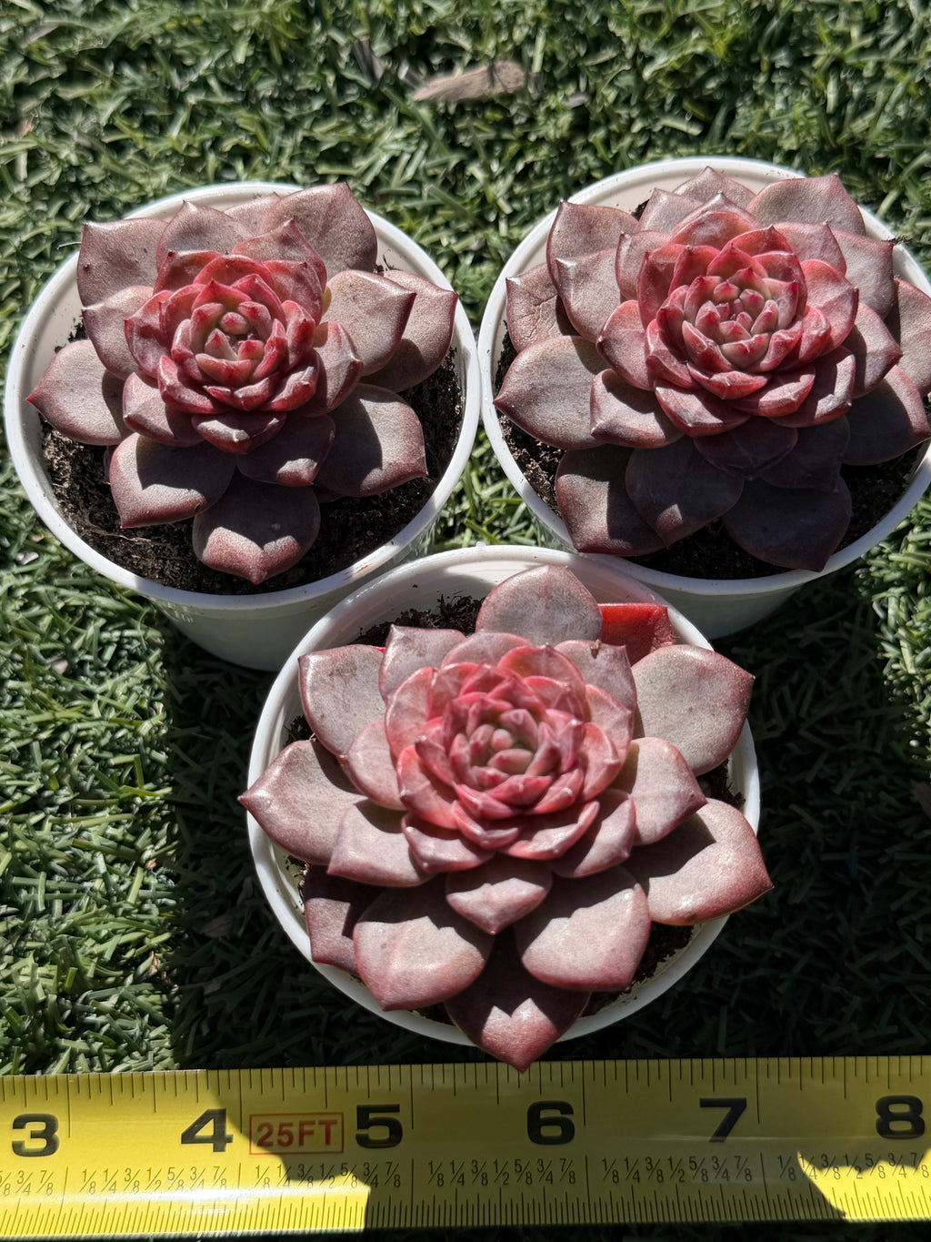 Rare Echeveria 'Angel Jenny' - Premium Succulent